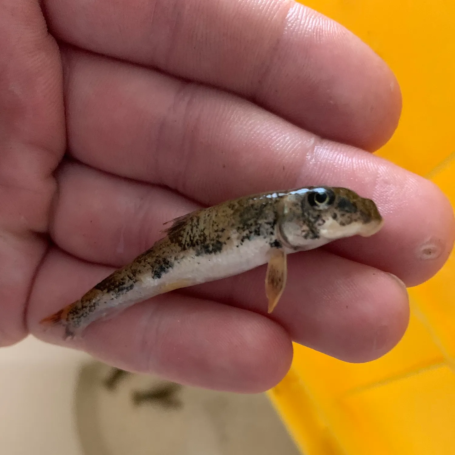 The most recent Northern hogsucker catches on Fishbrain