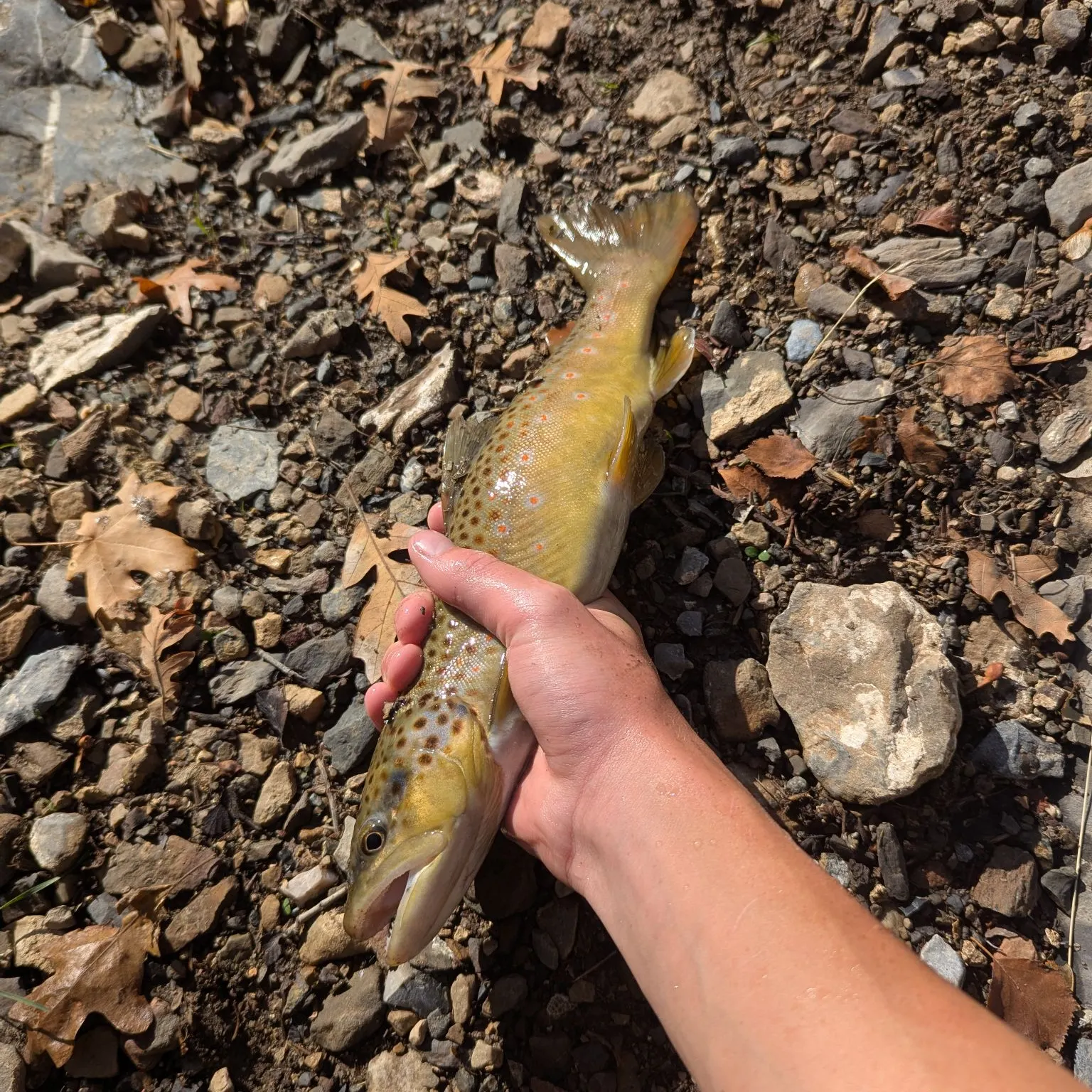 Brown trout caught on Fishbrain