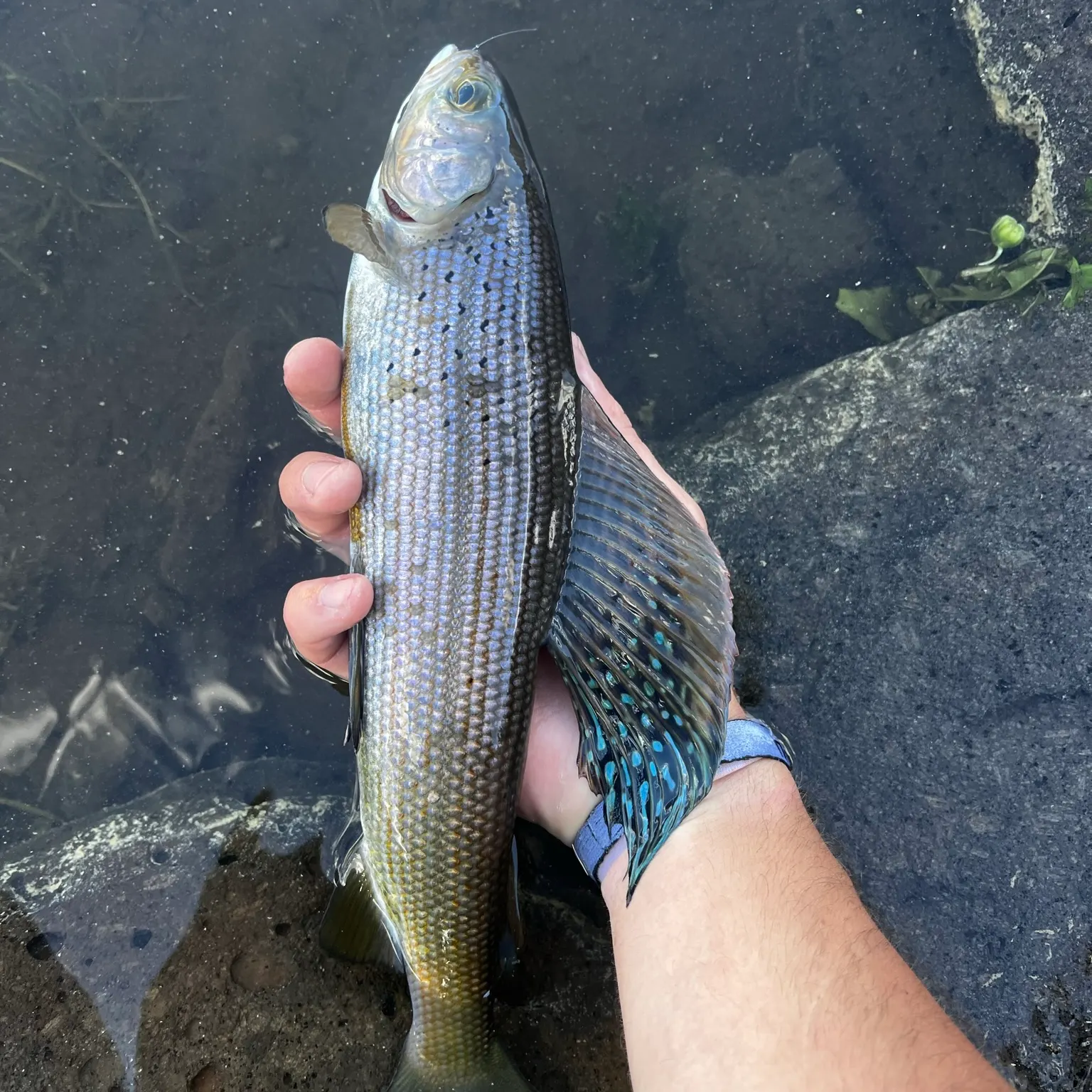 The most recent Arctic grayling catches on Fishbrain