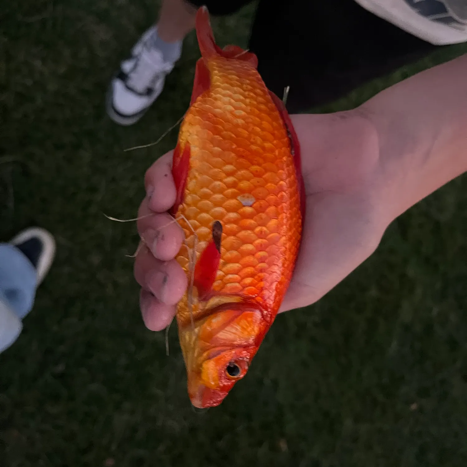 Goldfish caught on Fishbrain