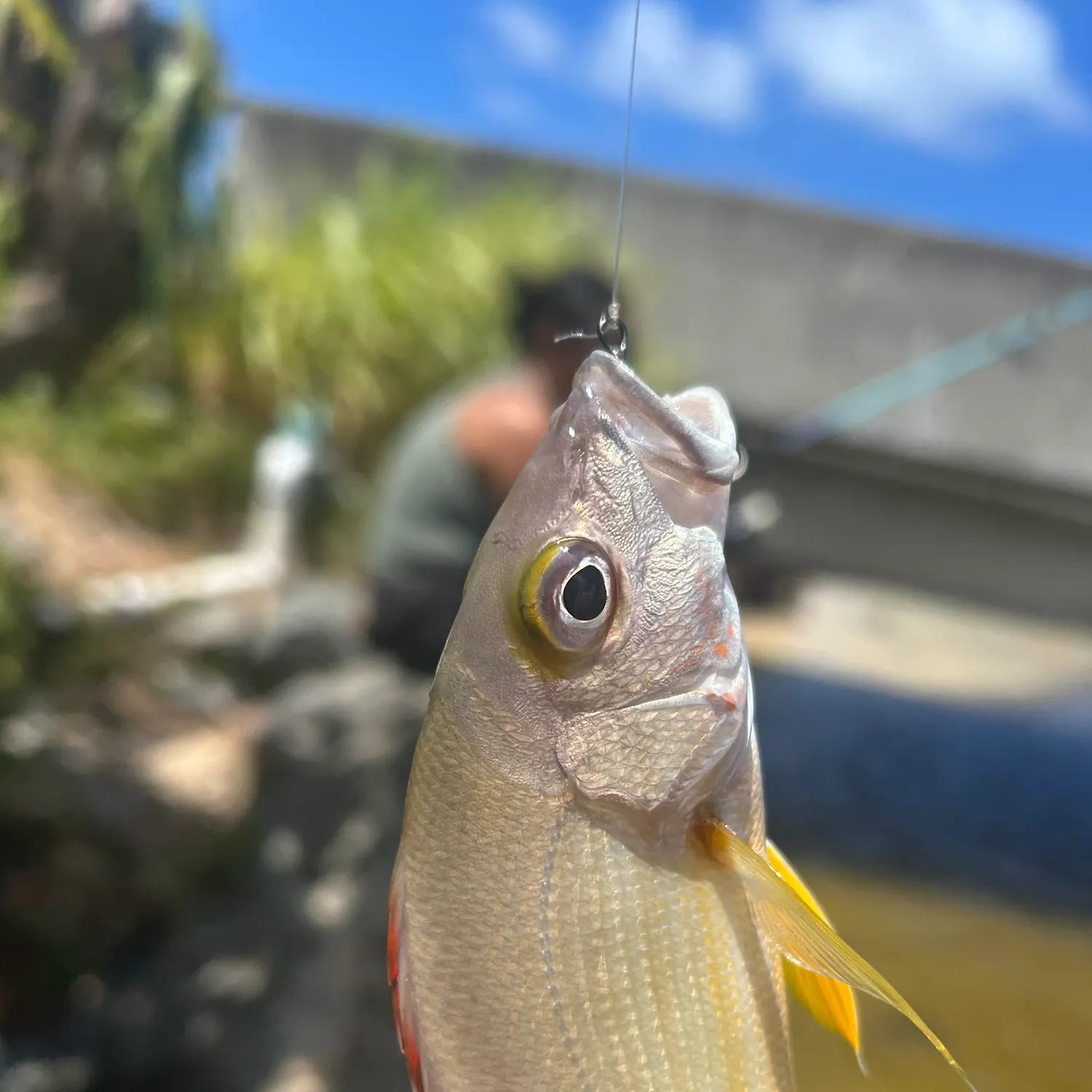 The most recent Blacktail snapper catches on Fishbrain