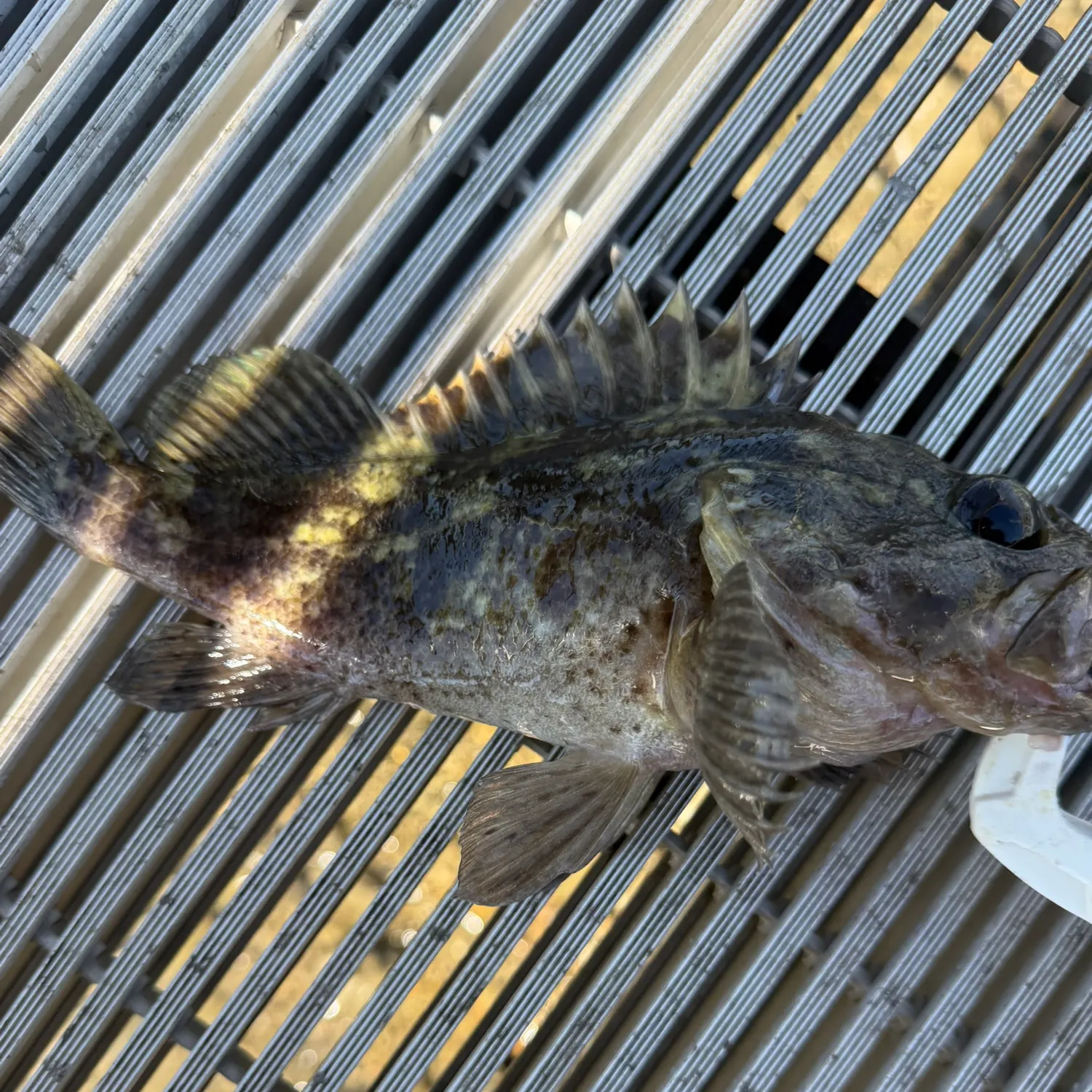 The most recent Grass rockfish catches on Fishbrain