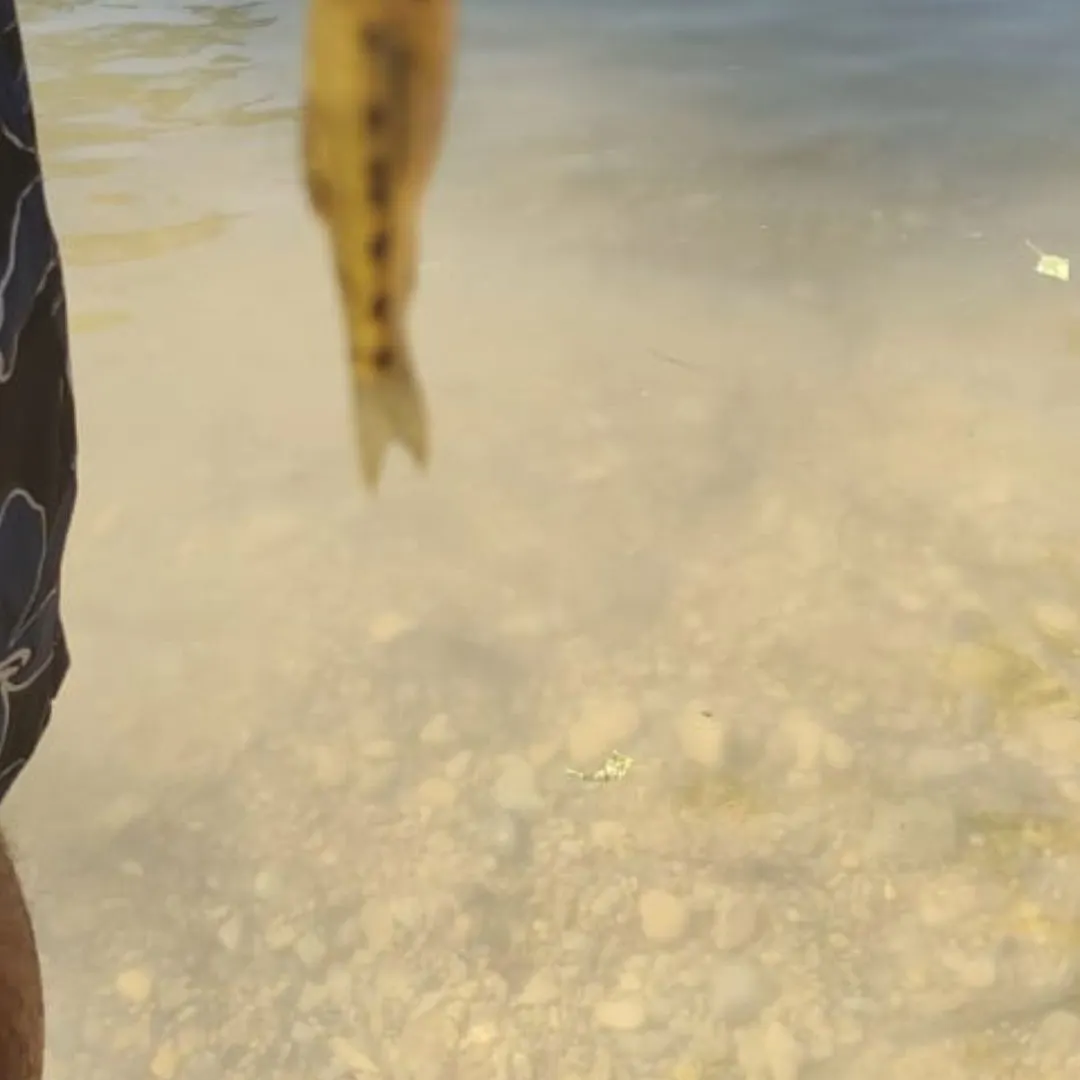 The most recent Iberian barbel catches on Fishbrain
