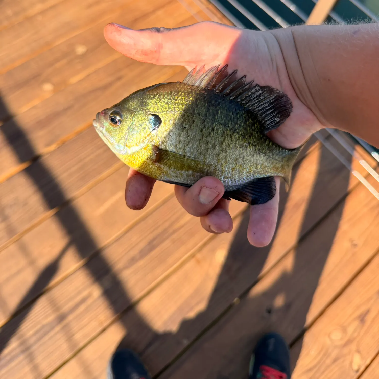 Bluegill caught on Fishbrain