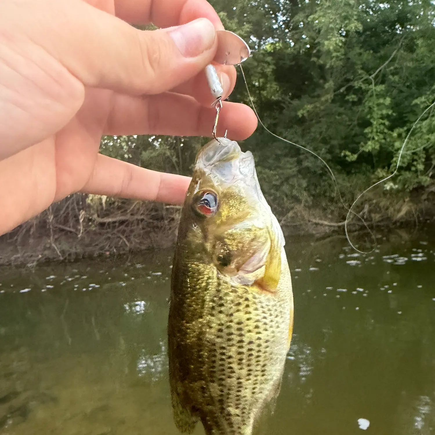 Rock bass caught on Fishbrain