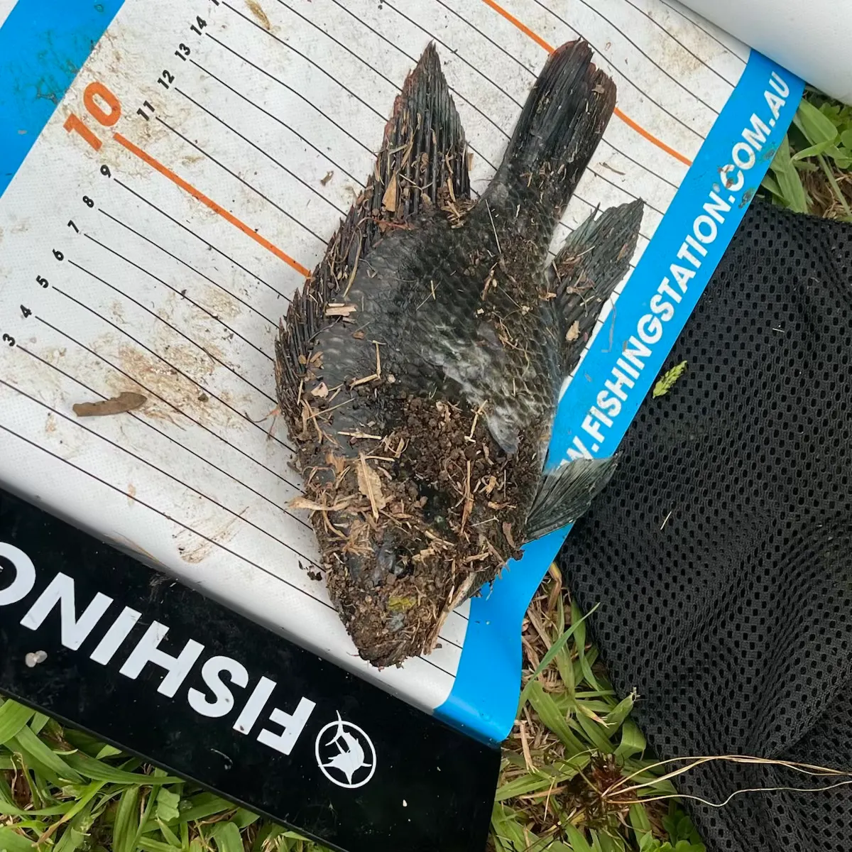 The most recent Mozambique tilapia catches on Fishbrain