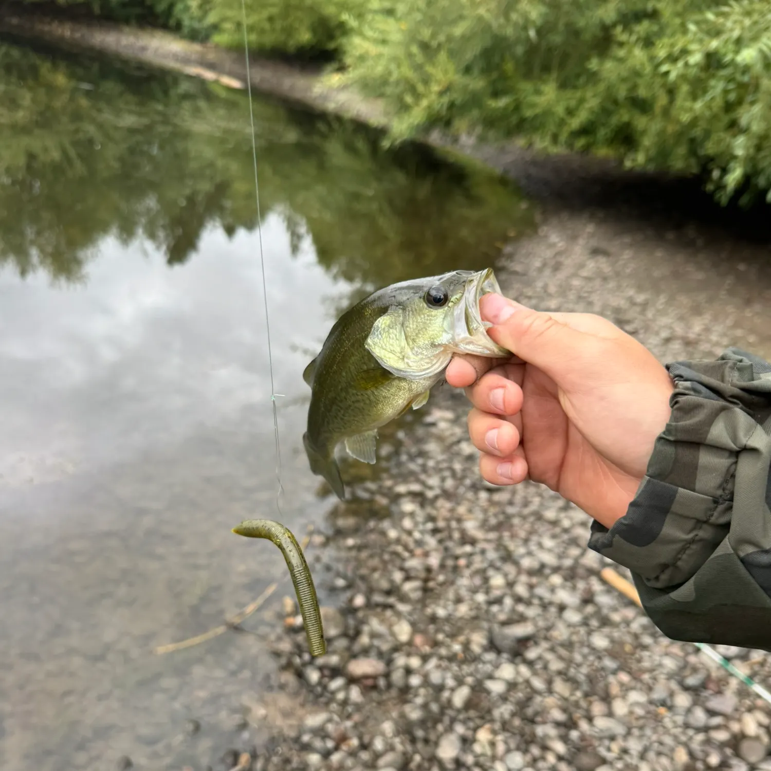 Largemouth bass caught on Fishbrain