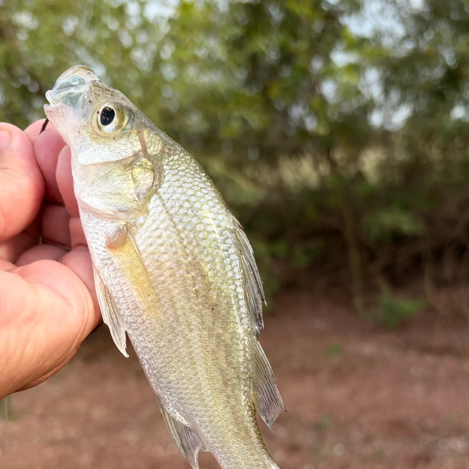 White perch caught on Fishbrain