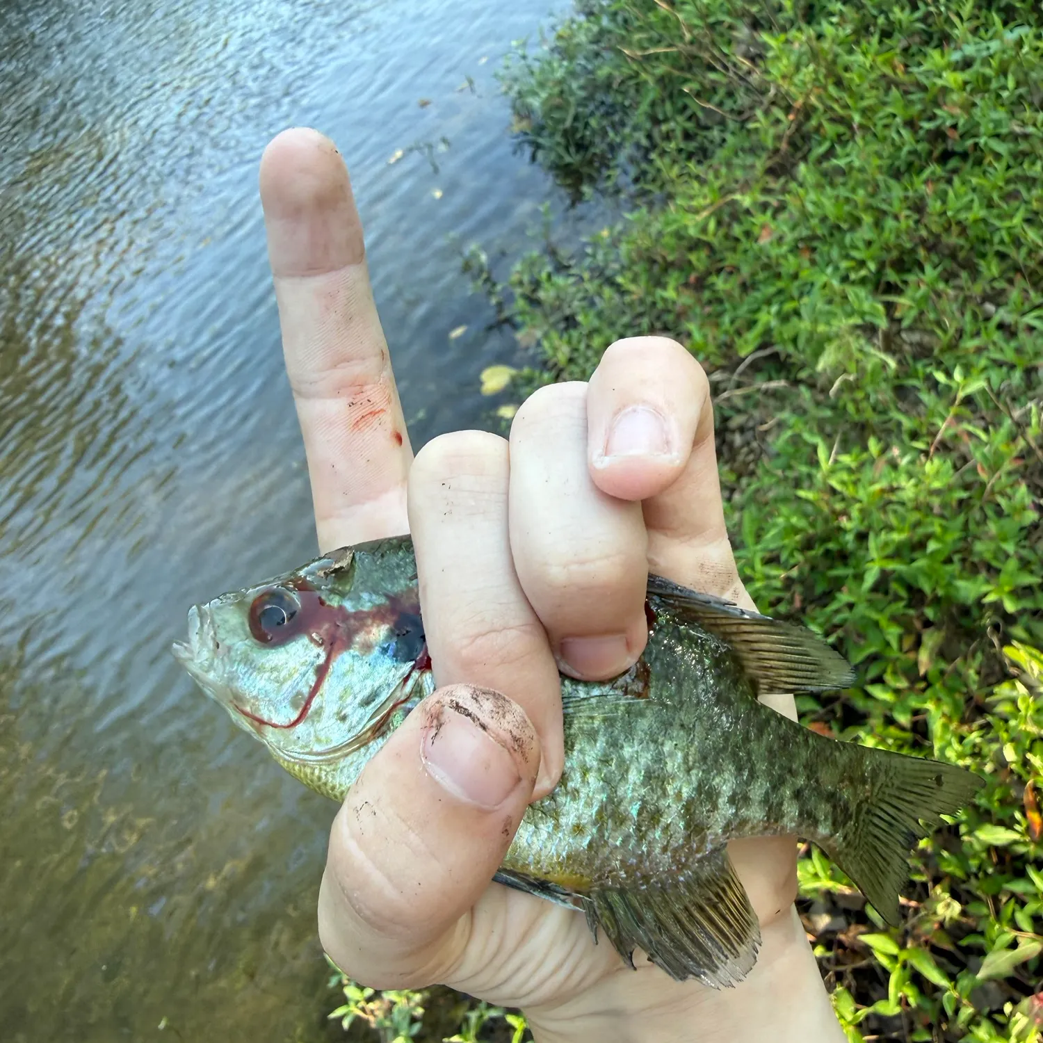 Redear sunfish caught on Fishbrain