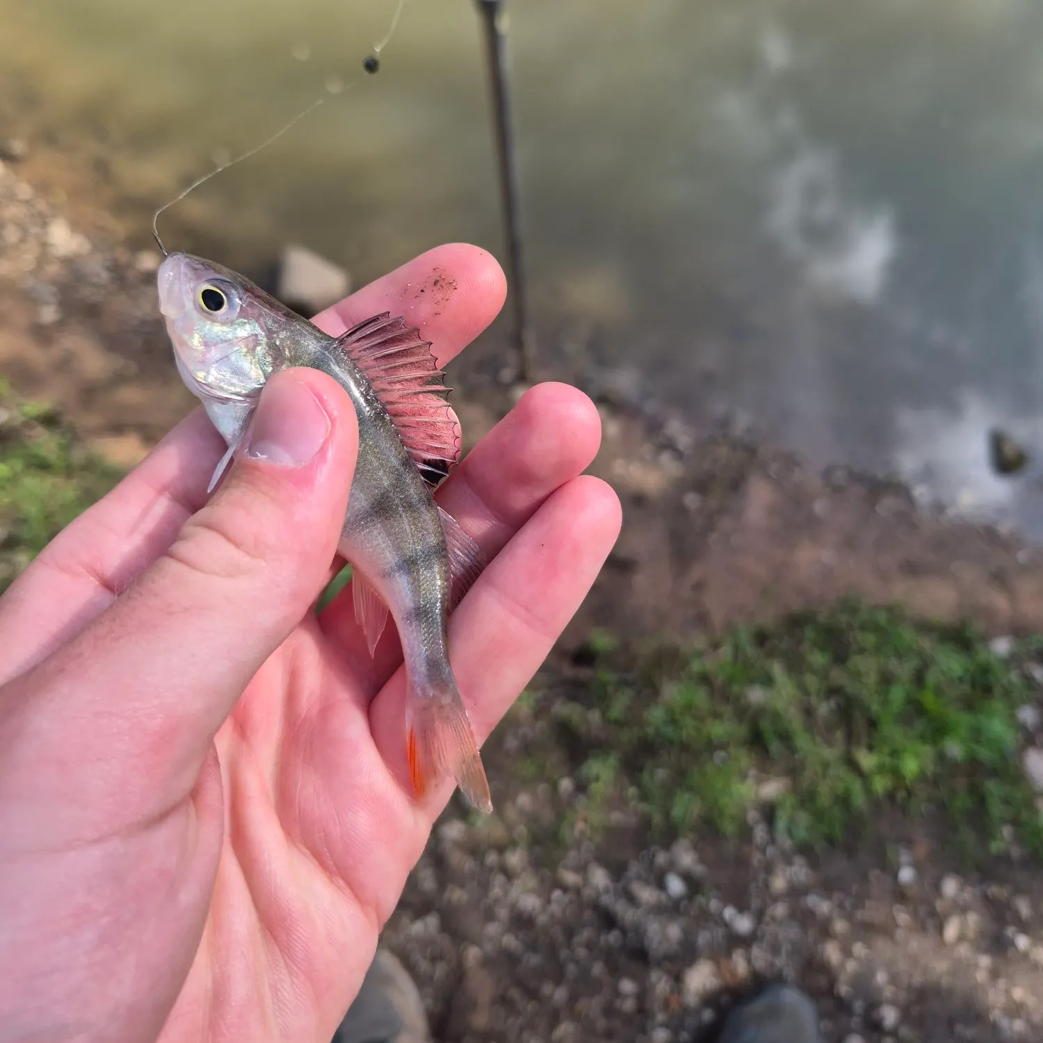 European perch caught on Fishbrain