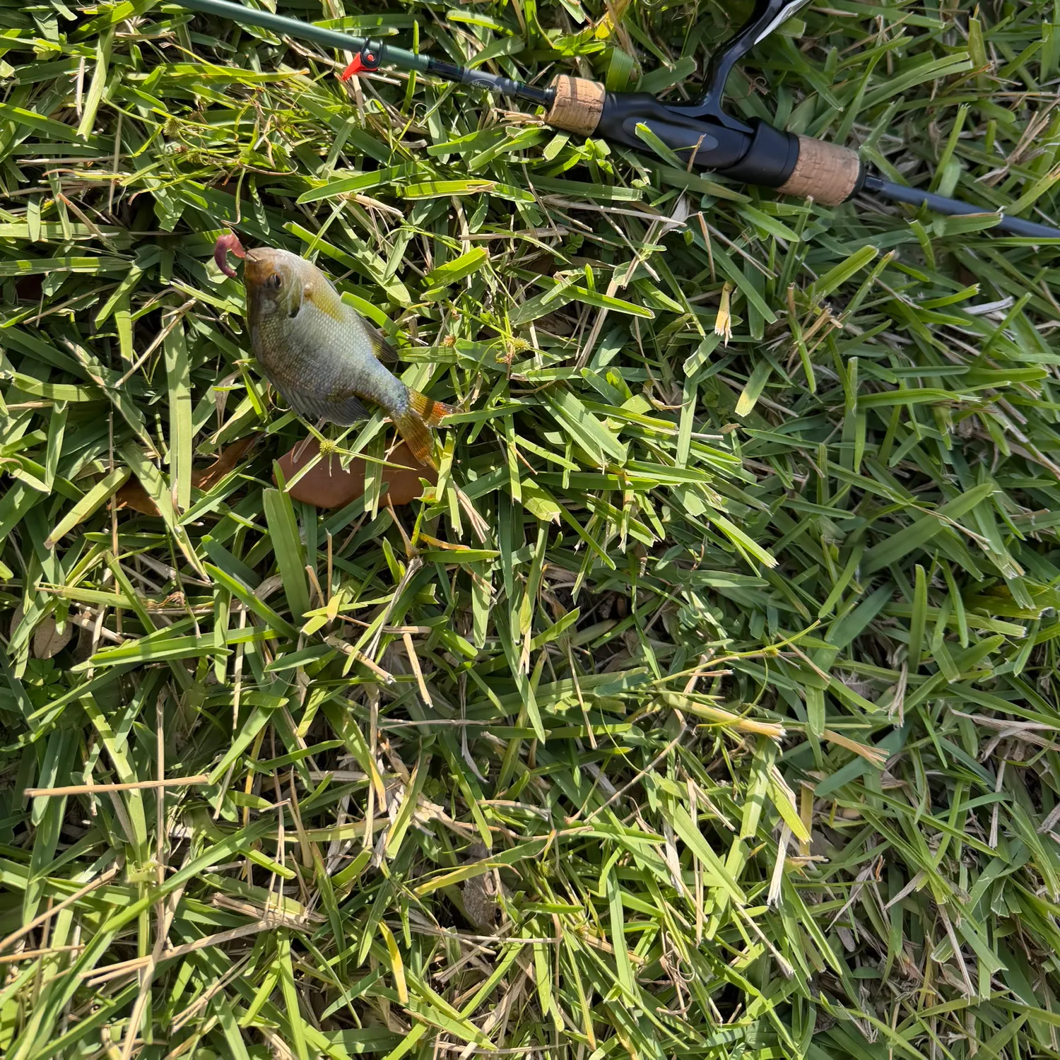 The most recent Coppernose bluegill catches on Fishbrain