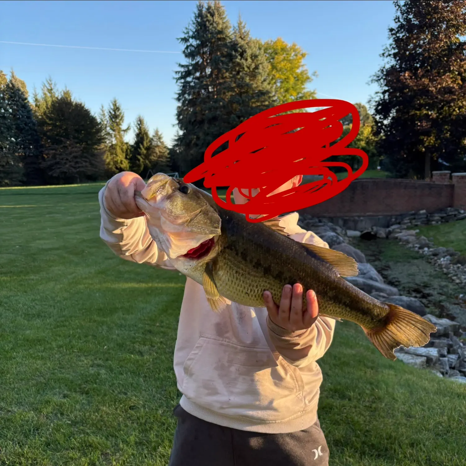 Largemouth bass caught on Fishbrain