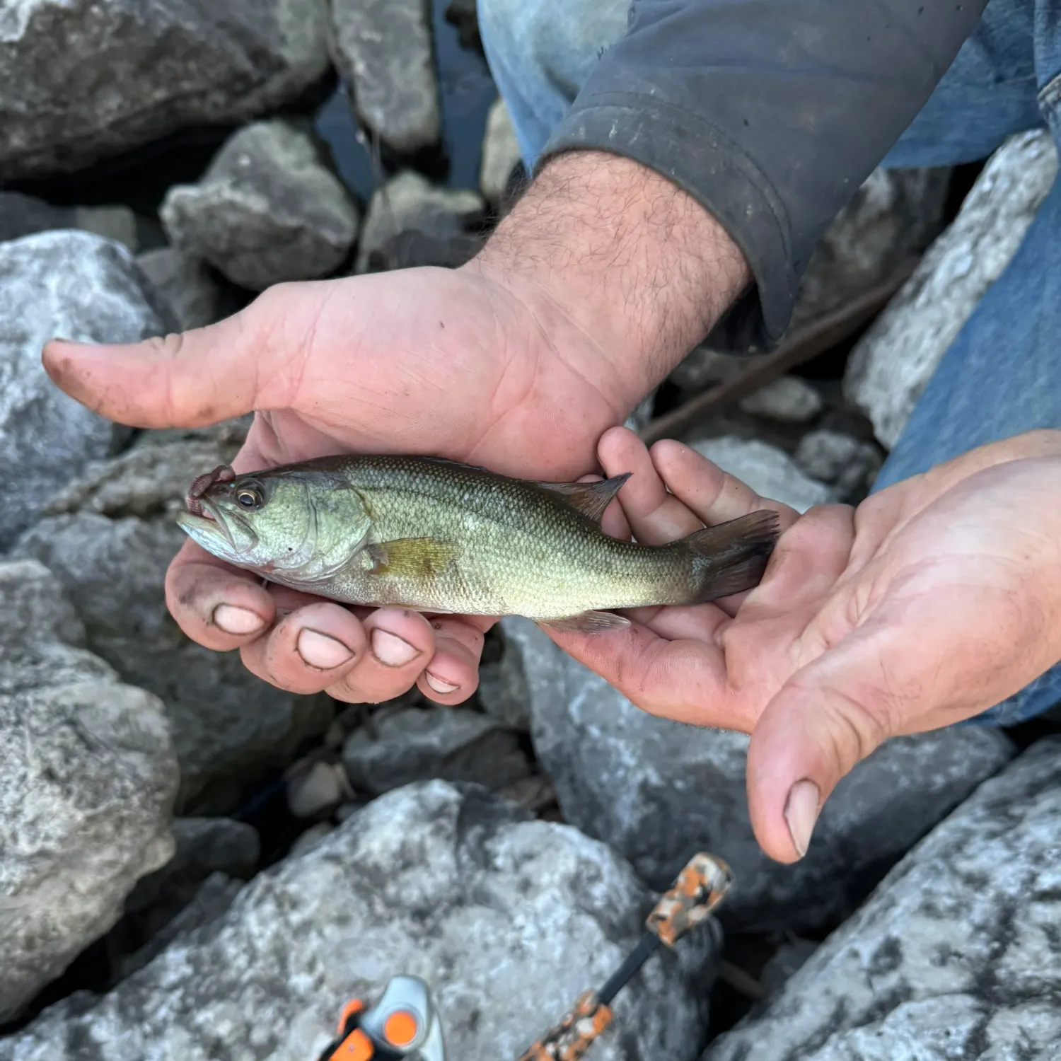 Largemouth bass caught on Fishbrain