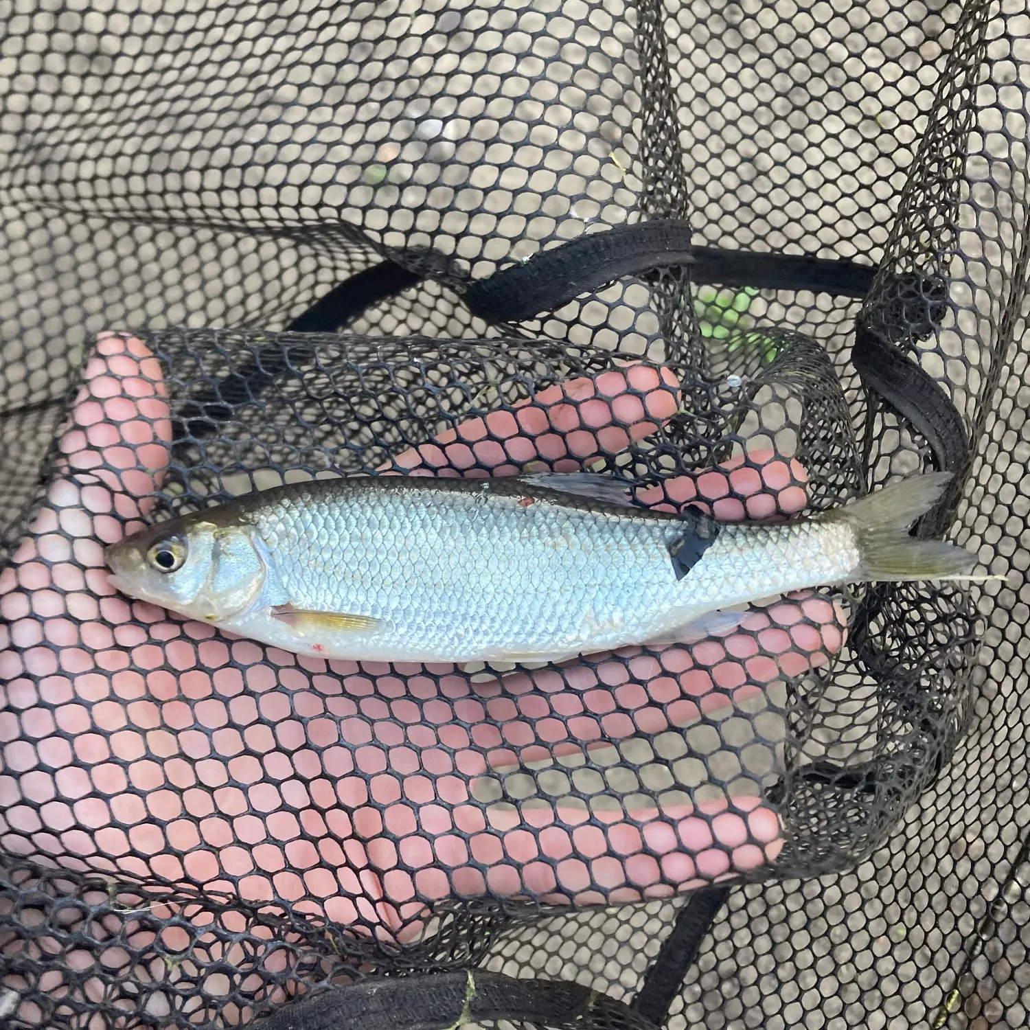 The most recent Common dace catches on Fishbrain
