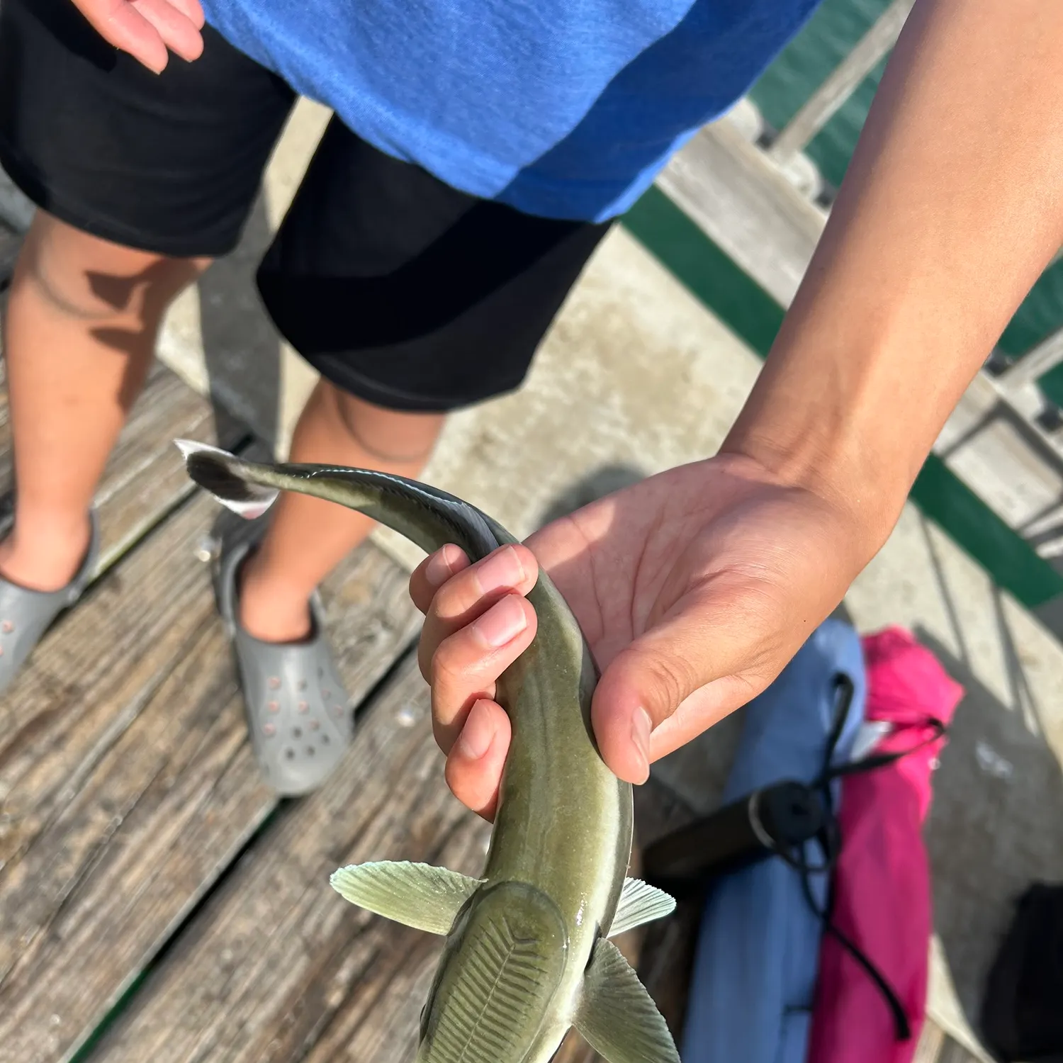The most recent Live sharksucker catches on Fishbrain