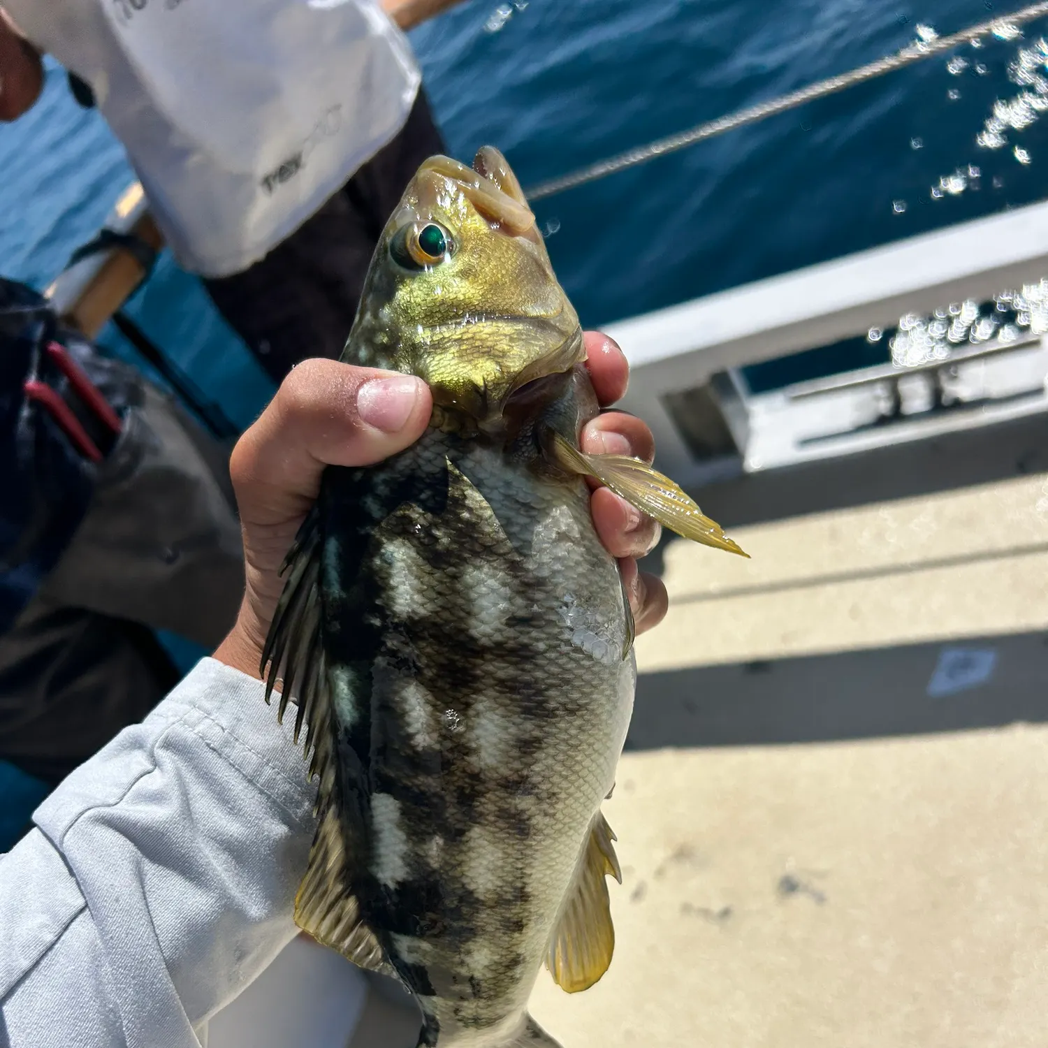 Kelp bass caught on Fishbrain