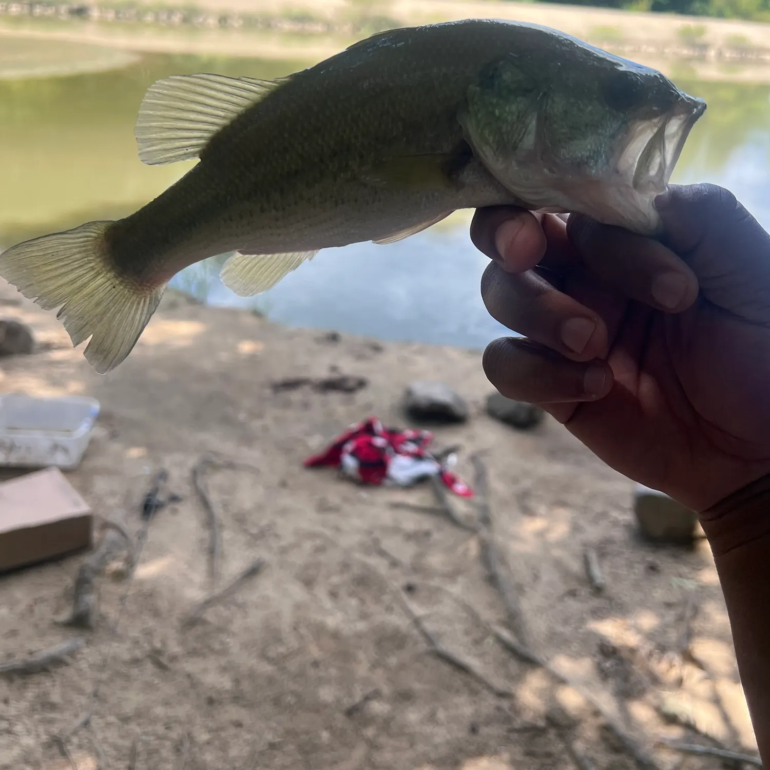 Largemouth bass caught on Fishbrain