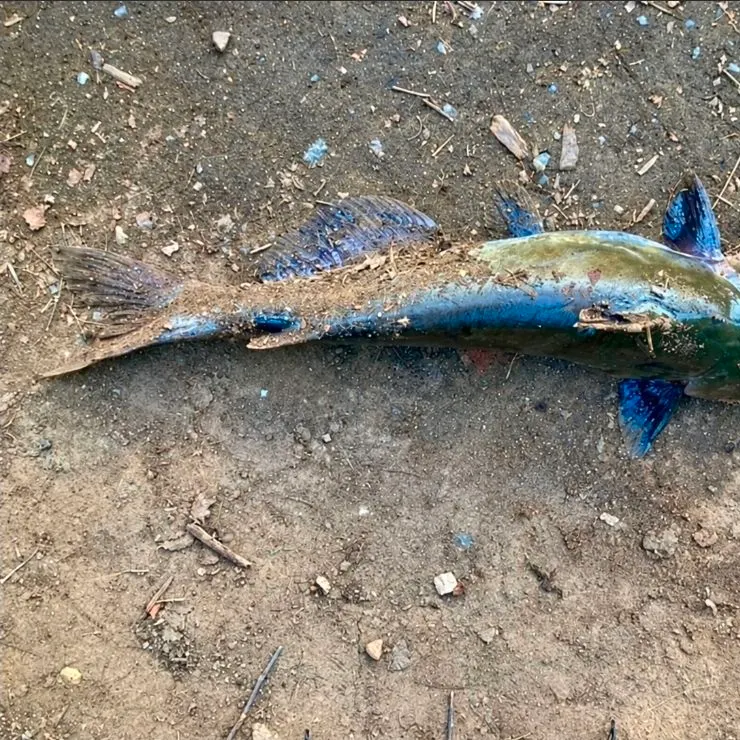 Channel catfish caught on Fishbrain