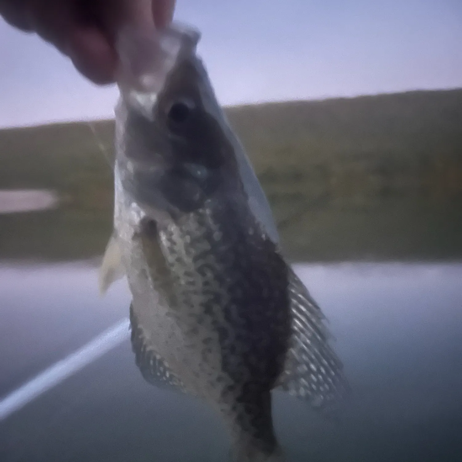 Black crappie caught on Fishbrain