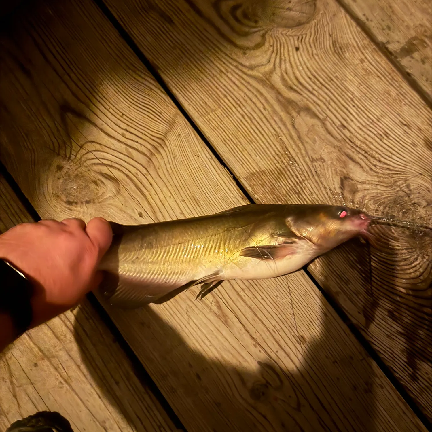 Channel catfish caught on Fishbrain