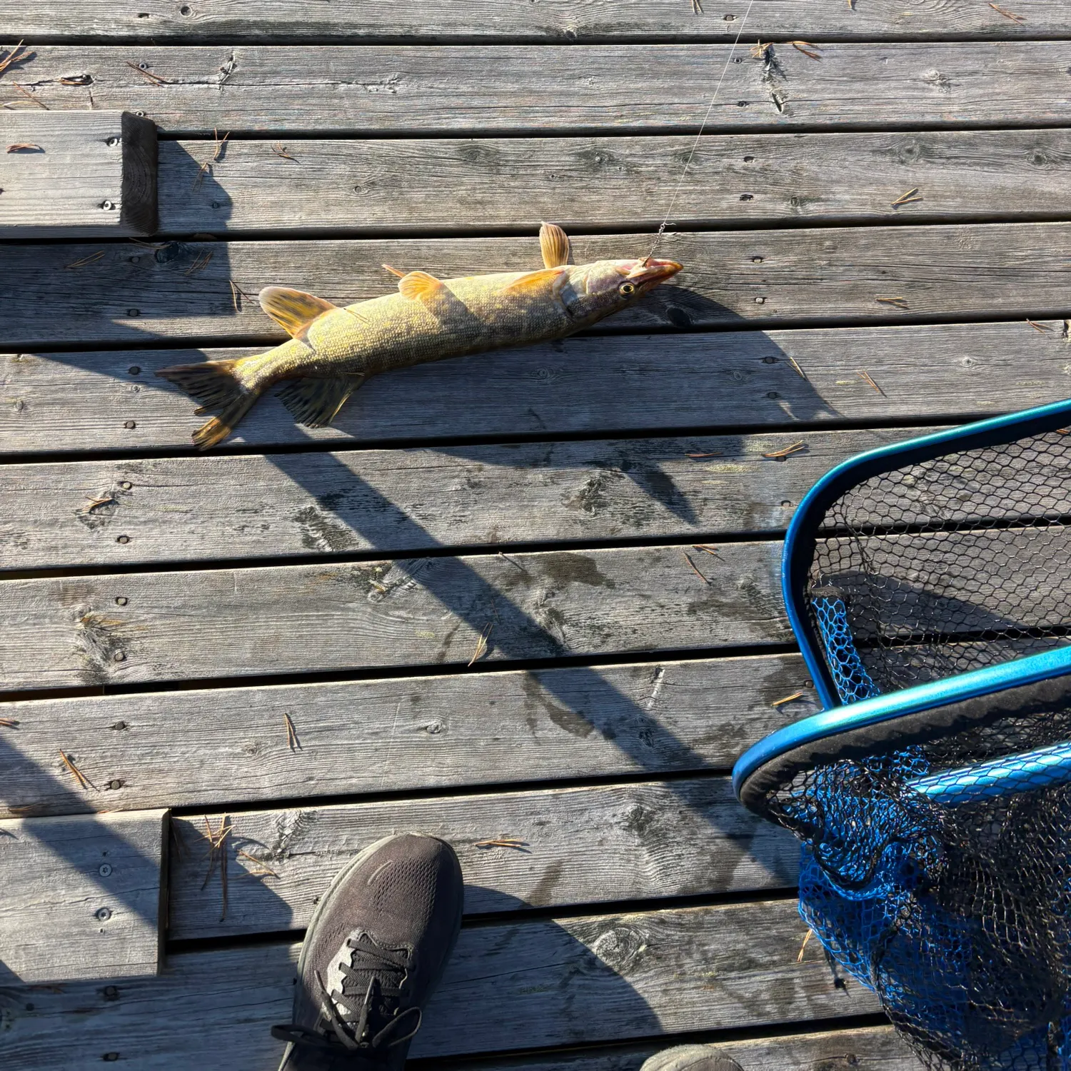 Northern pike caught on Fishbrain