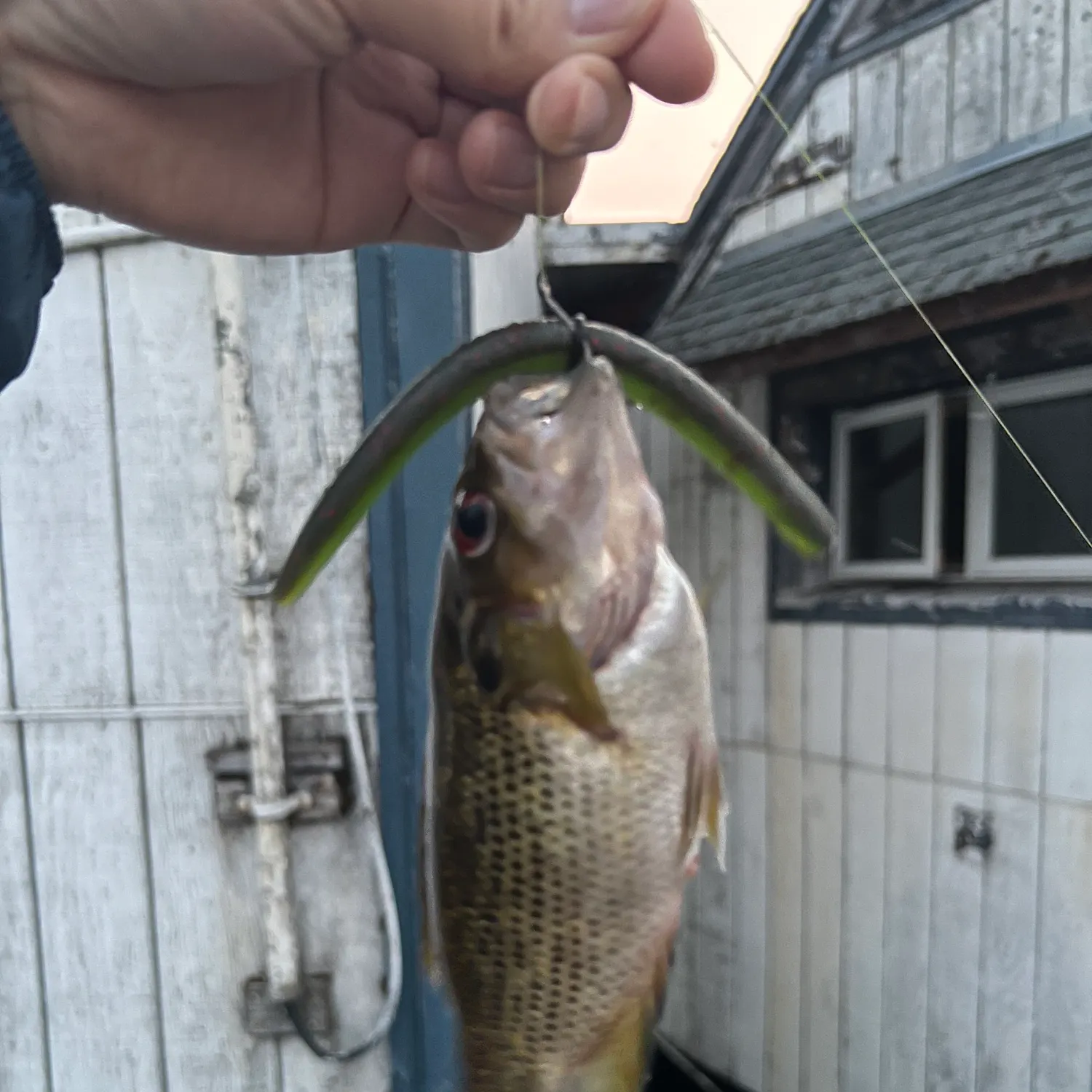 Rock bass caught on Fishbrain