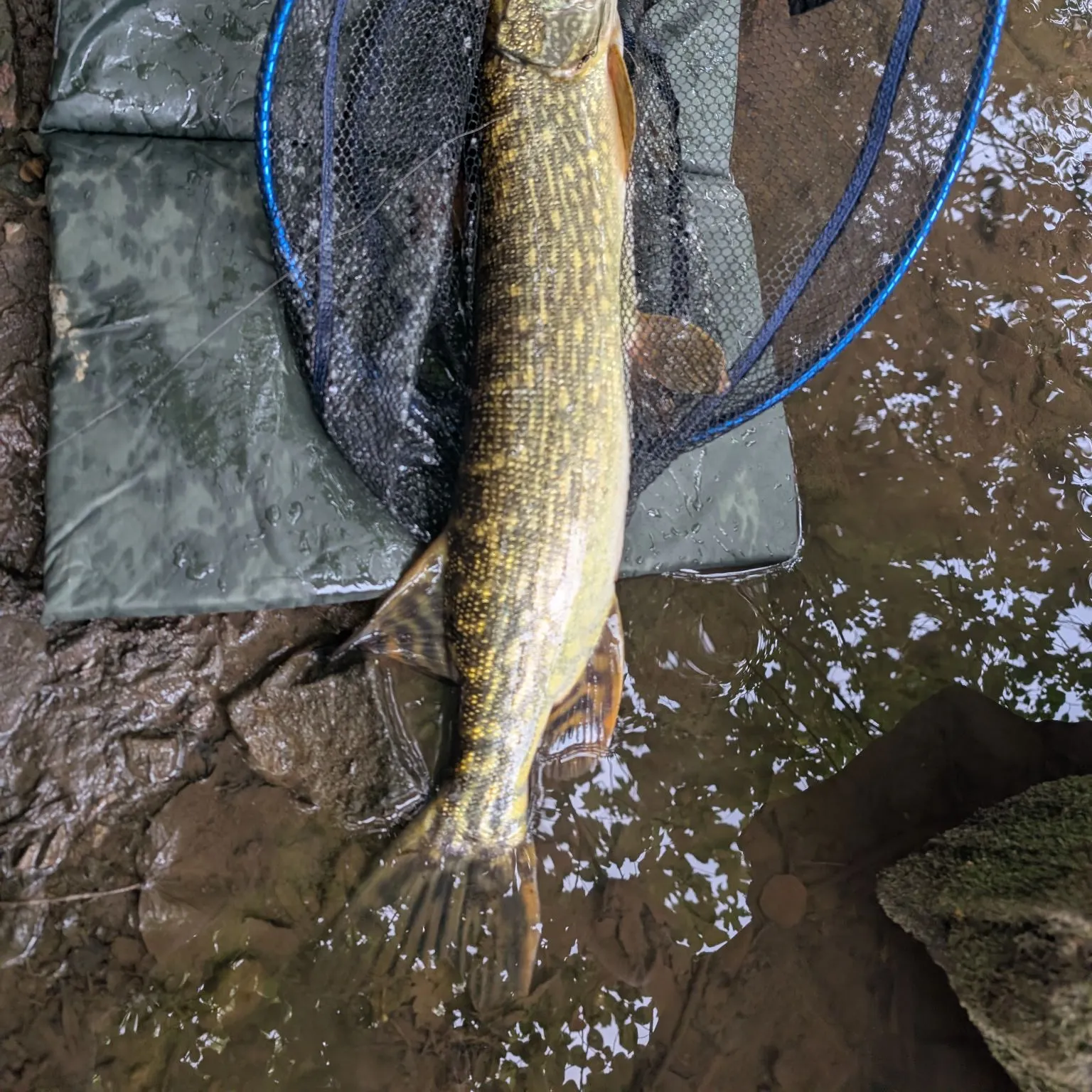Northern pike caught on Fishbrain