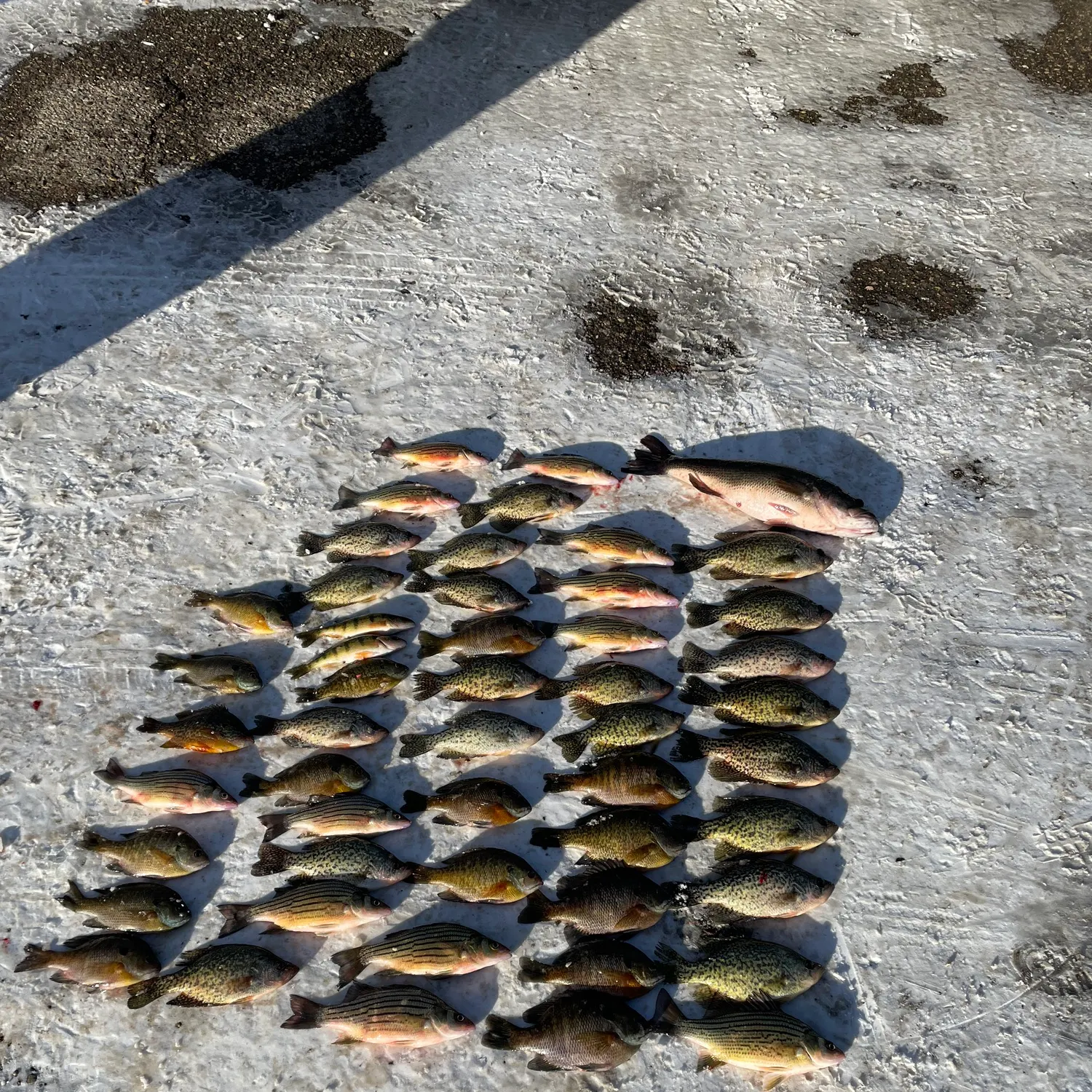 recently logged catches