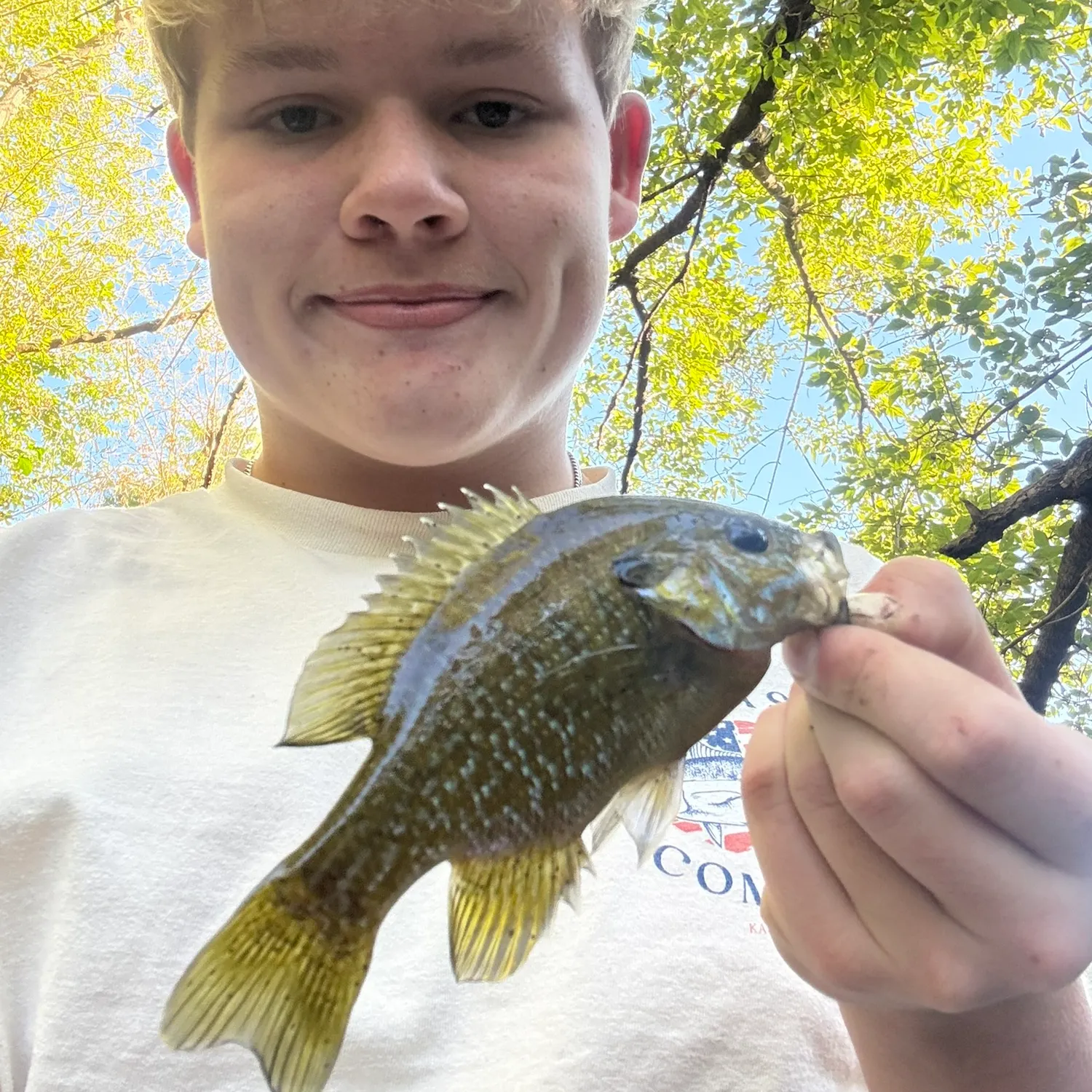 Green sunfish caught on Fishbrain