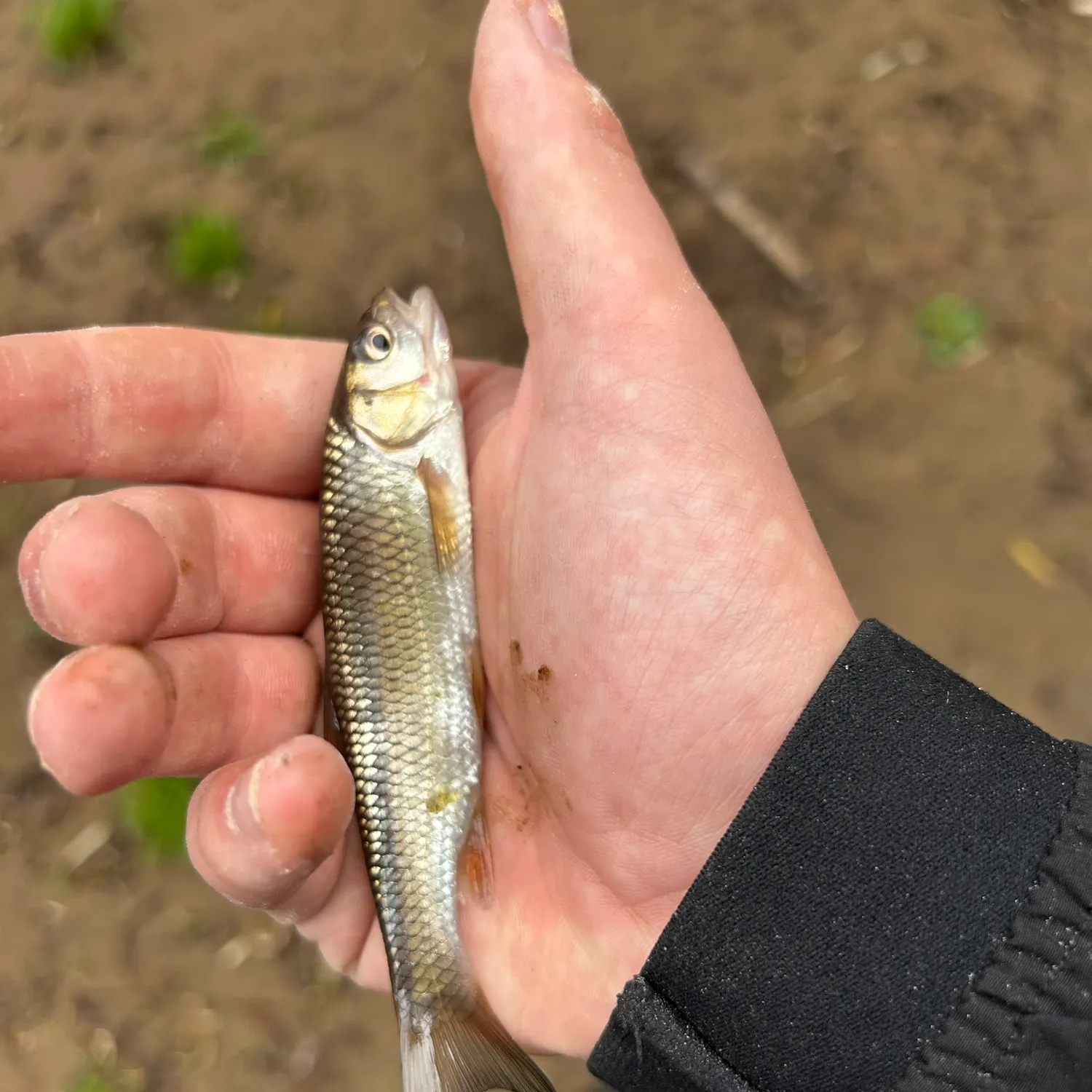 European chub caught on Fishbrain