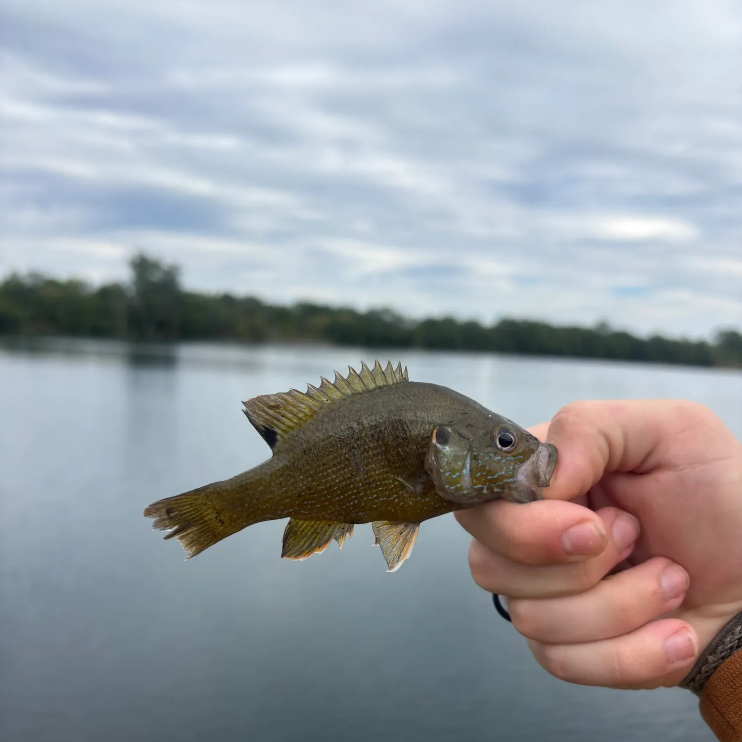 Green sunfish caught on Fishbrain