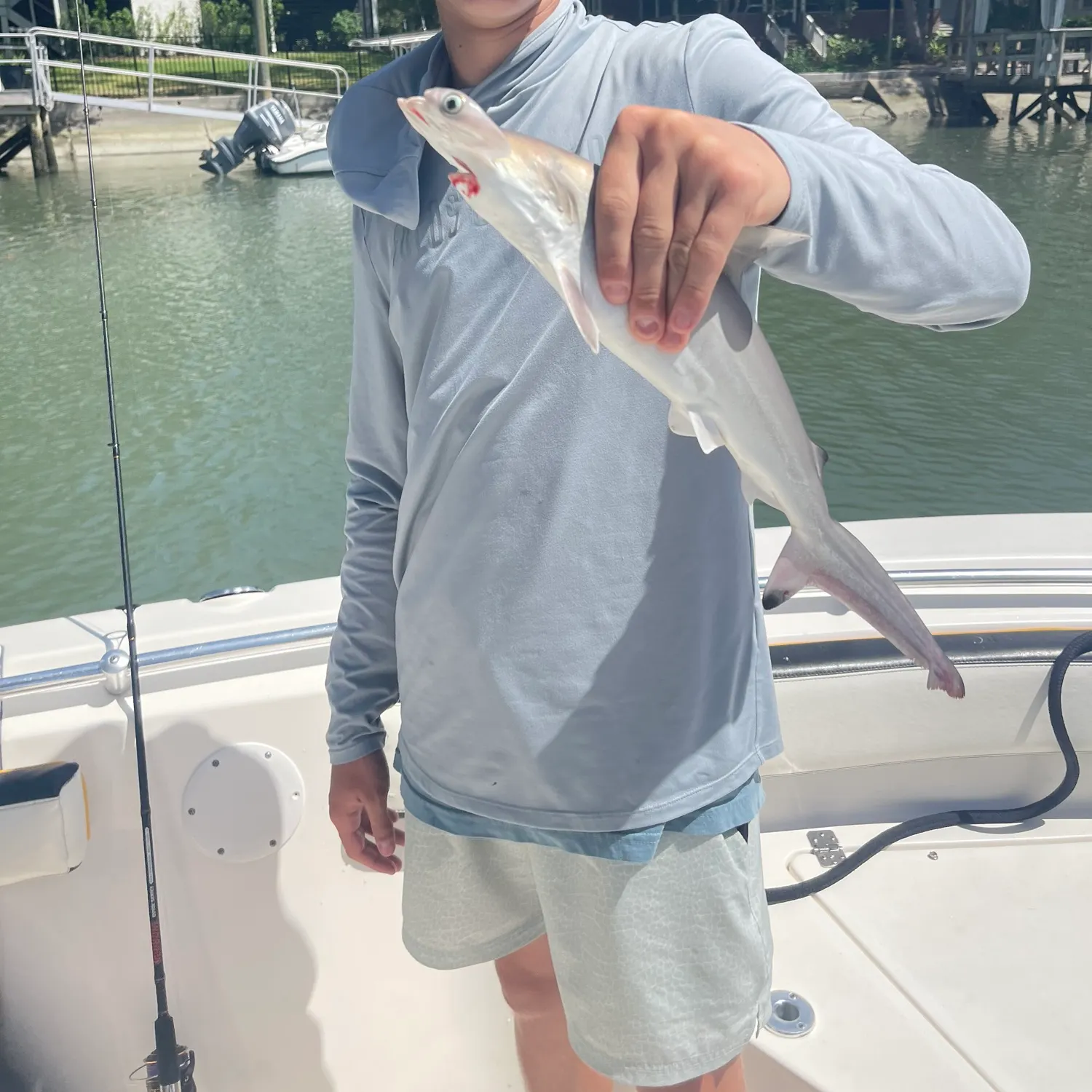 Bonnethead shark caught on Fishbrain