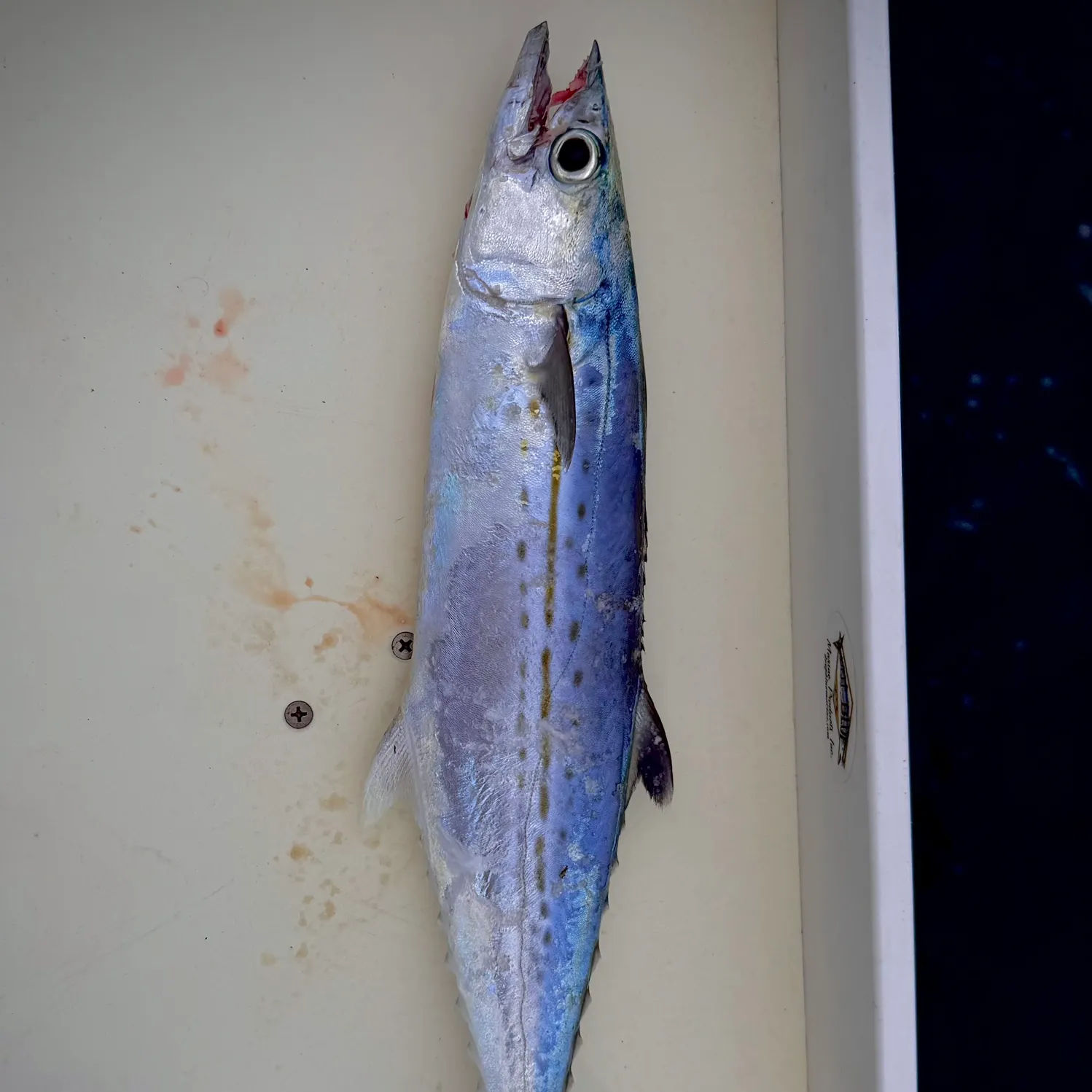 The most recent Serra Spanish mackerel catches on Fishbrain