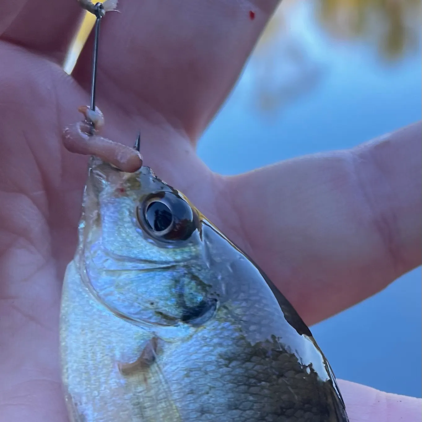 Bluegill caught on Fishbrain