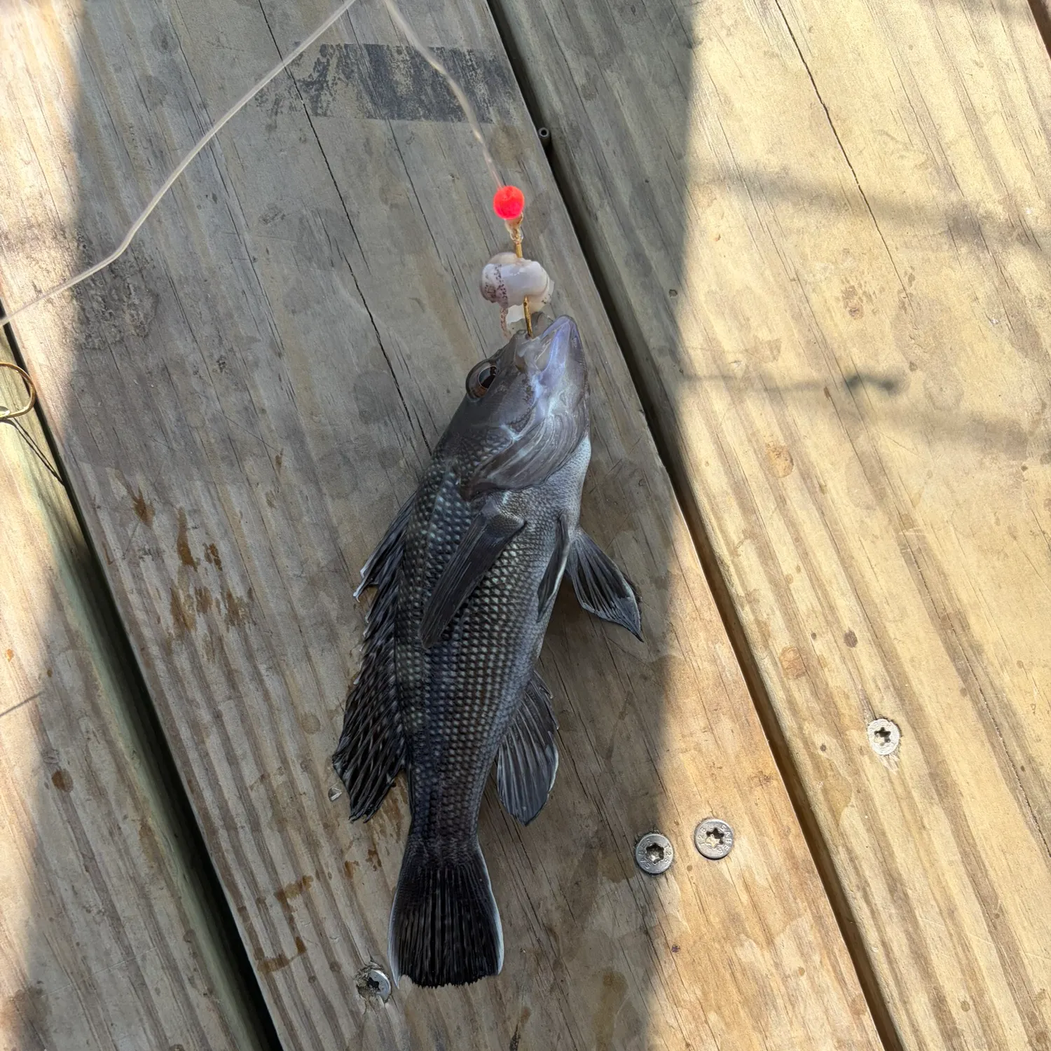 Black sea bass caught on Fishbrain