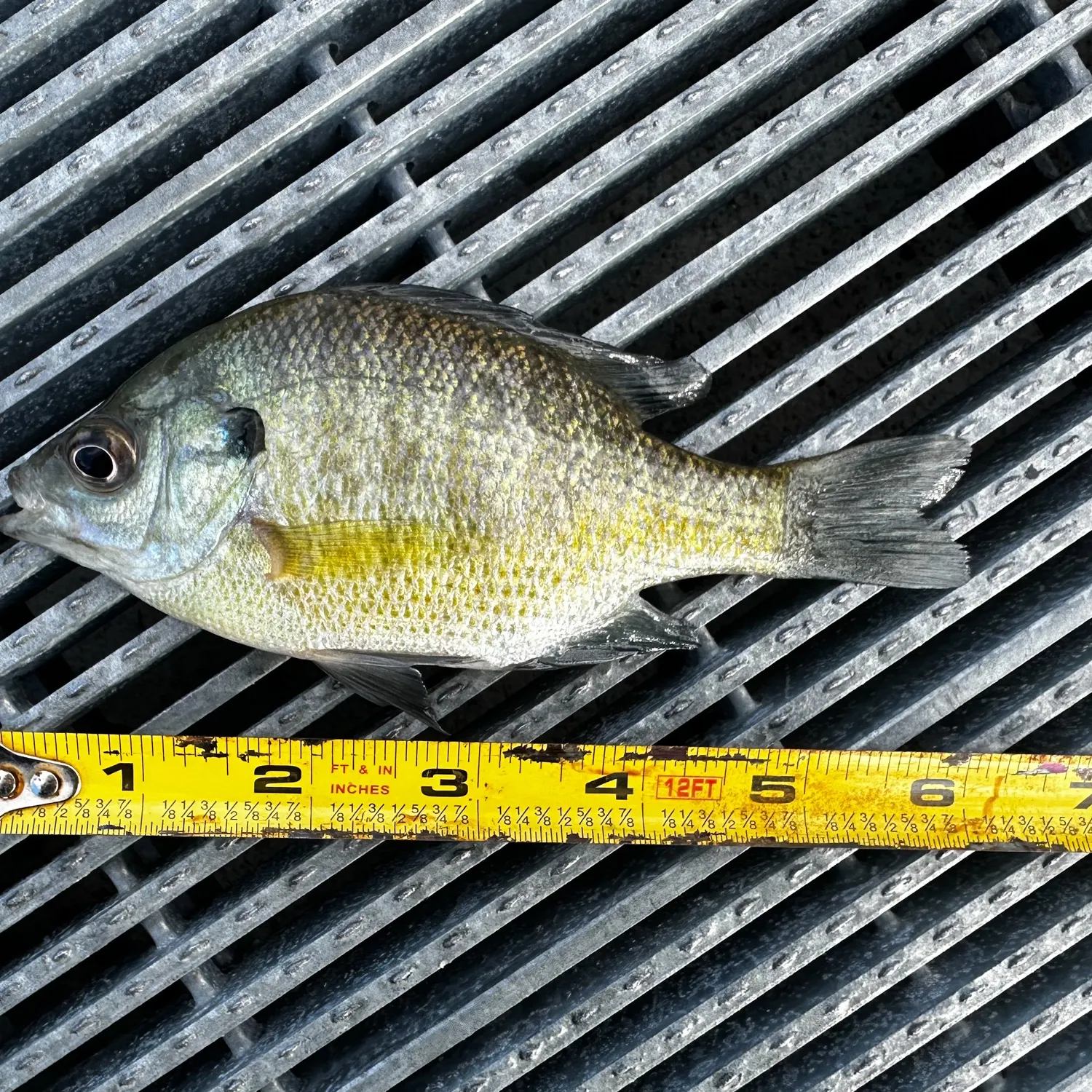 Bluegill caught on Fishbrain