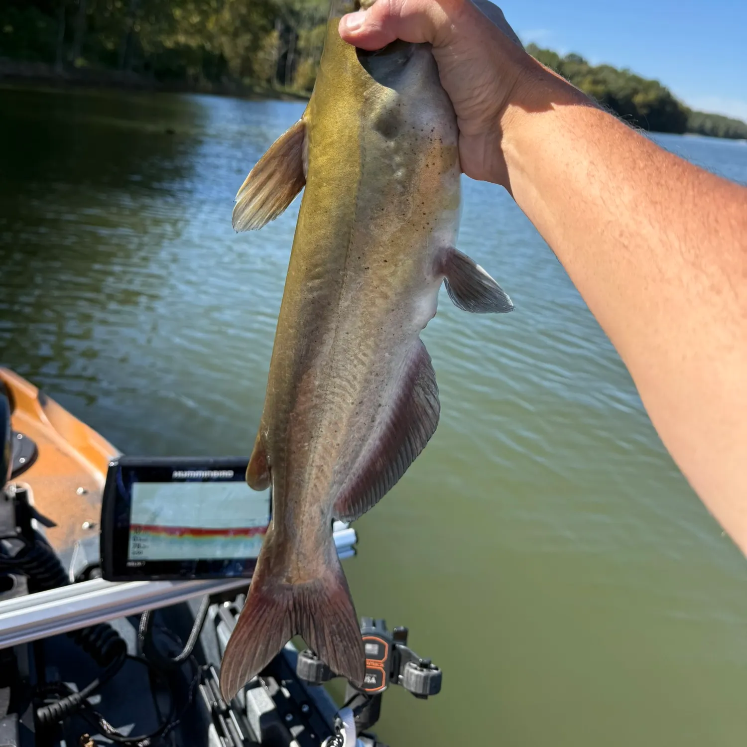 Channel catfish caught on Fishbrain
