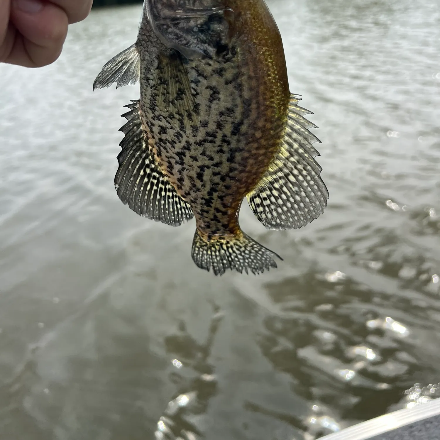 Black crappie caught on Fishbrain