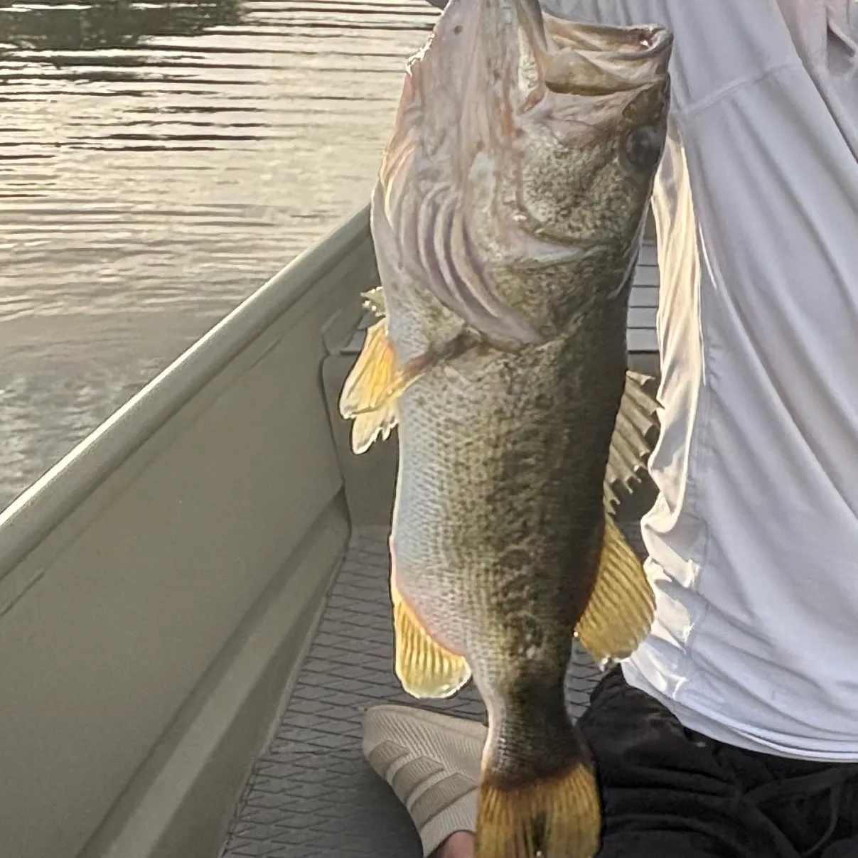 Spotted bass caught on Fishbrain