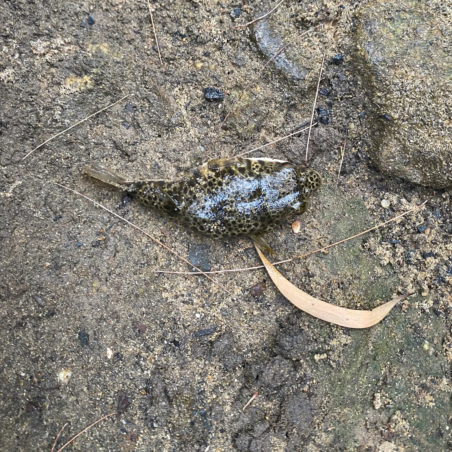 The most recent Common toadfish catches on Fishbrain