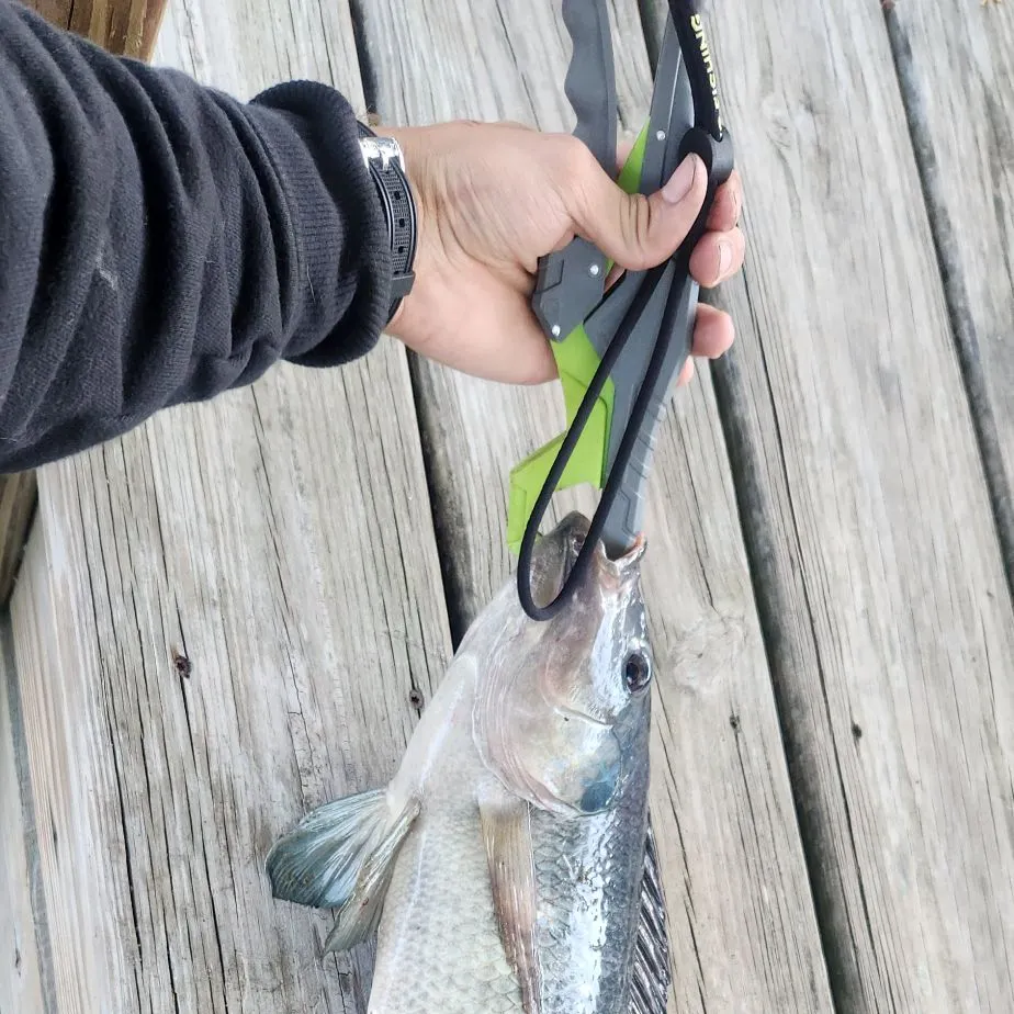 The most recent Blue tilapia catches on Fishbrain