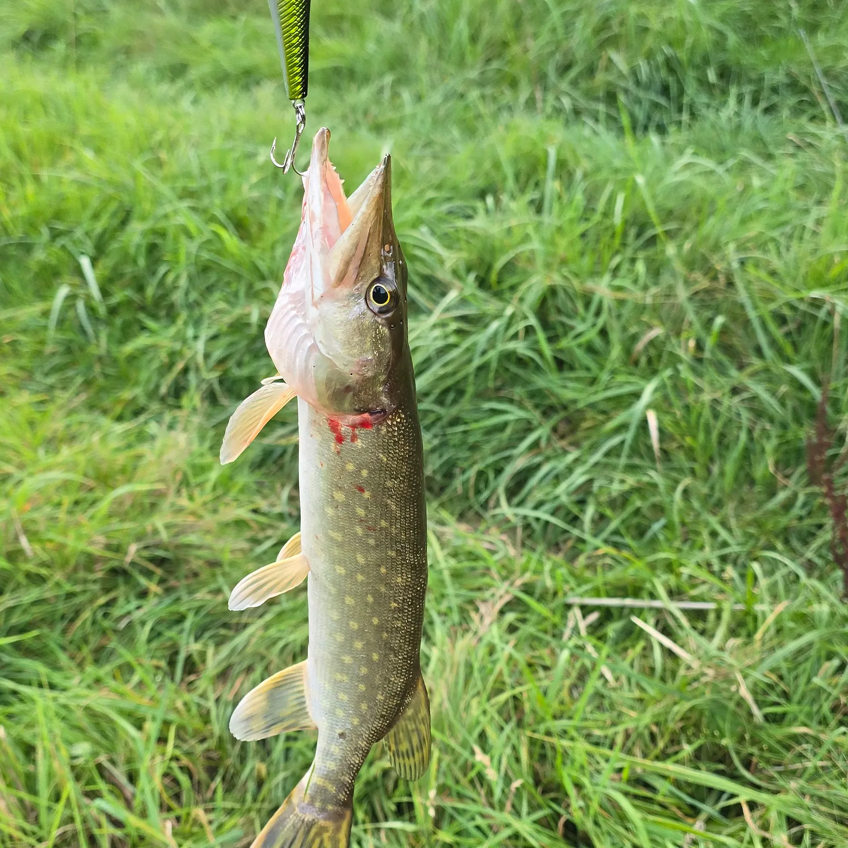 Northern pike caught on Fishbrain