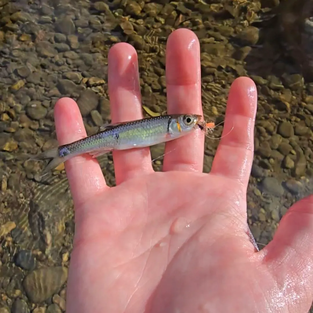 Warpaint shiner caught on Fishbrain
