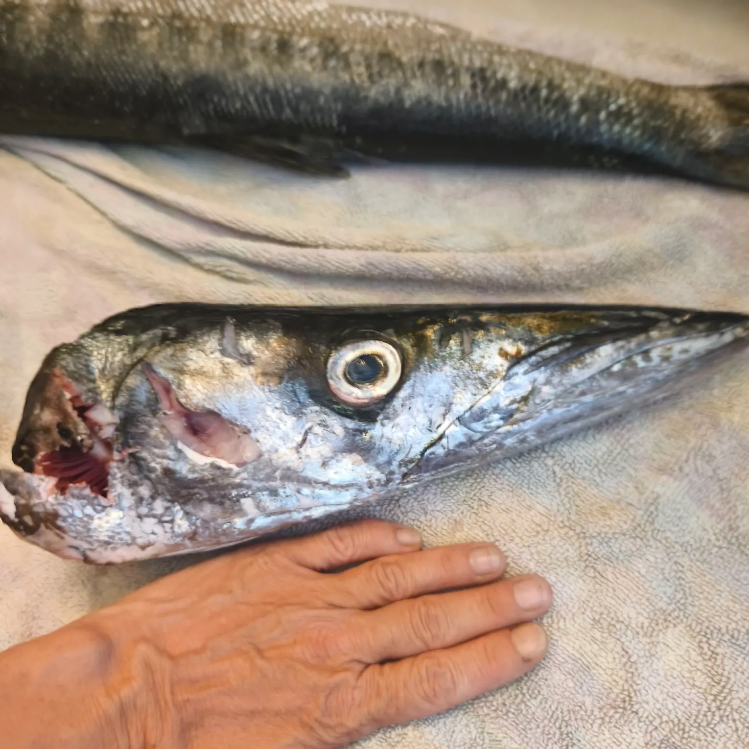 The most recent Pickhandle barracuda catches on Fishbrain