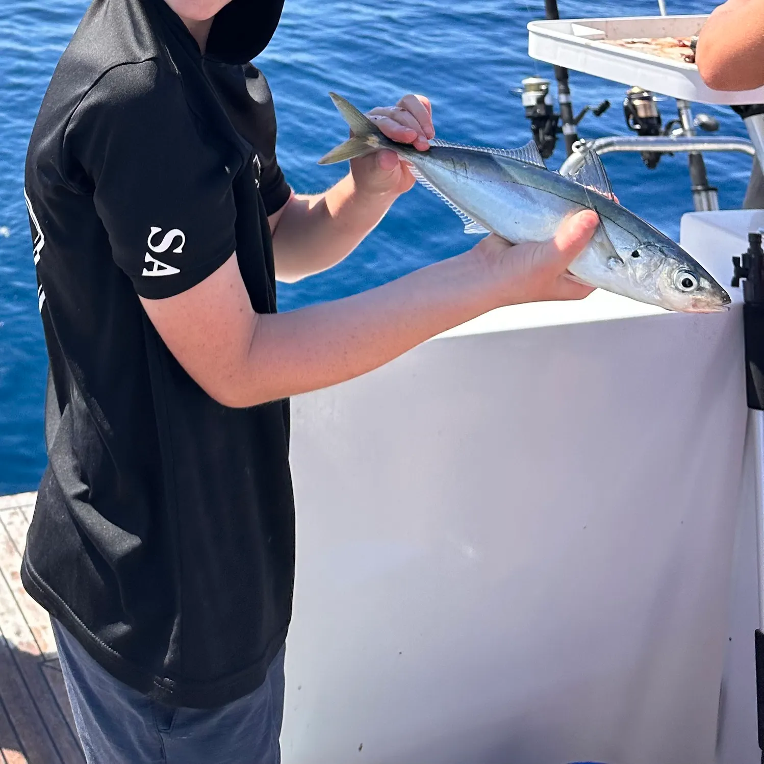 The most recent Blue mackerel catches on Fishbrain