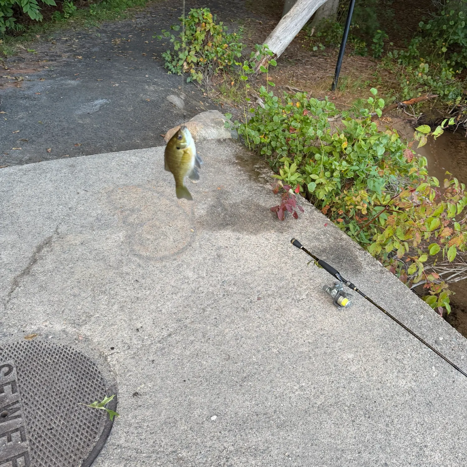Bluegill caught on Fishbrain