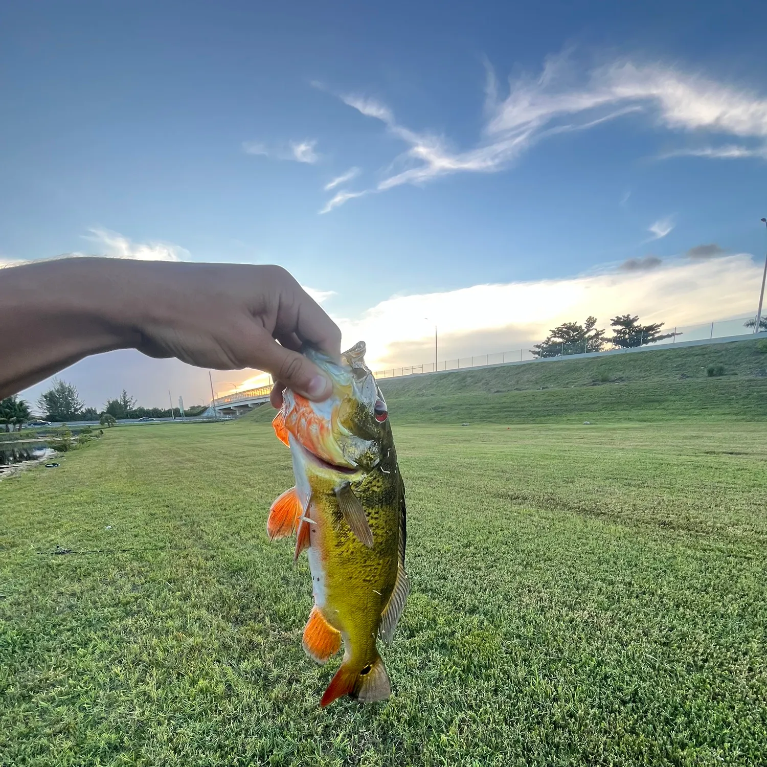 The most recent Butterfly peacock bass catches on Fishbrain