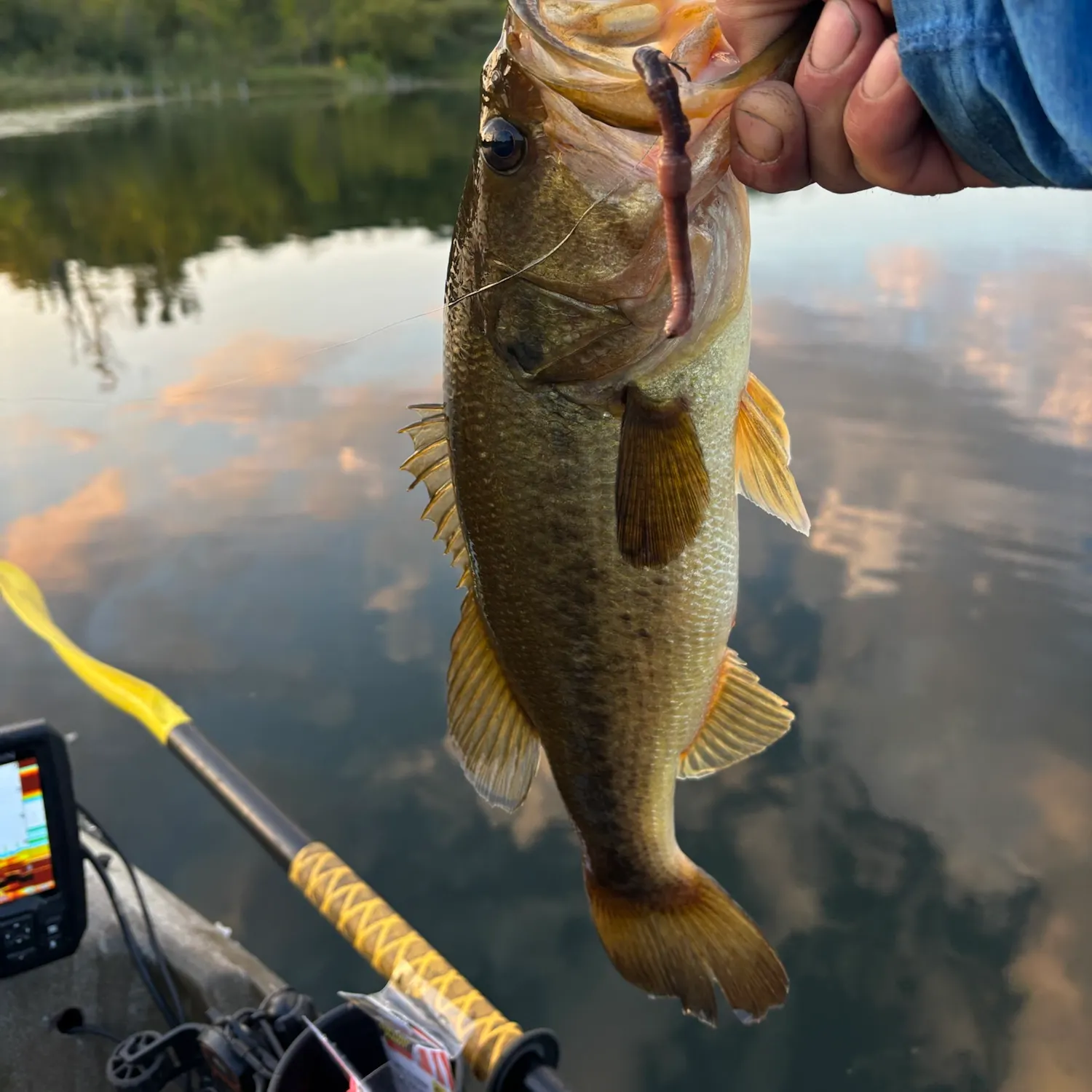 Largemouth bass caught on Fishbrain