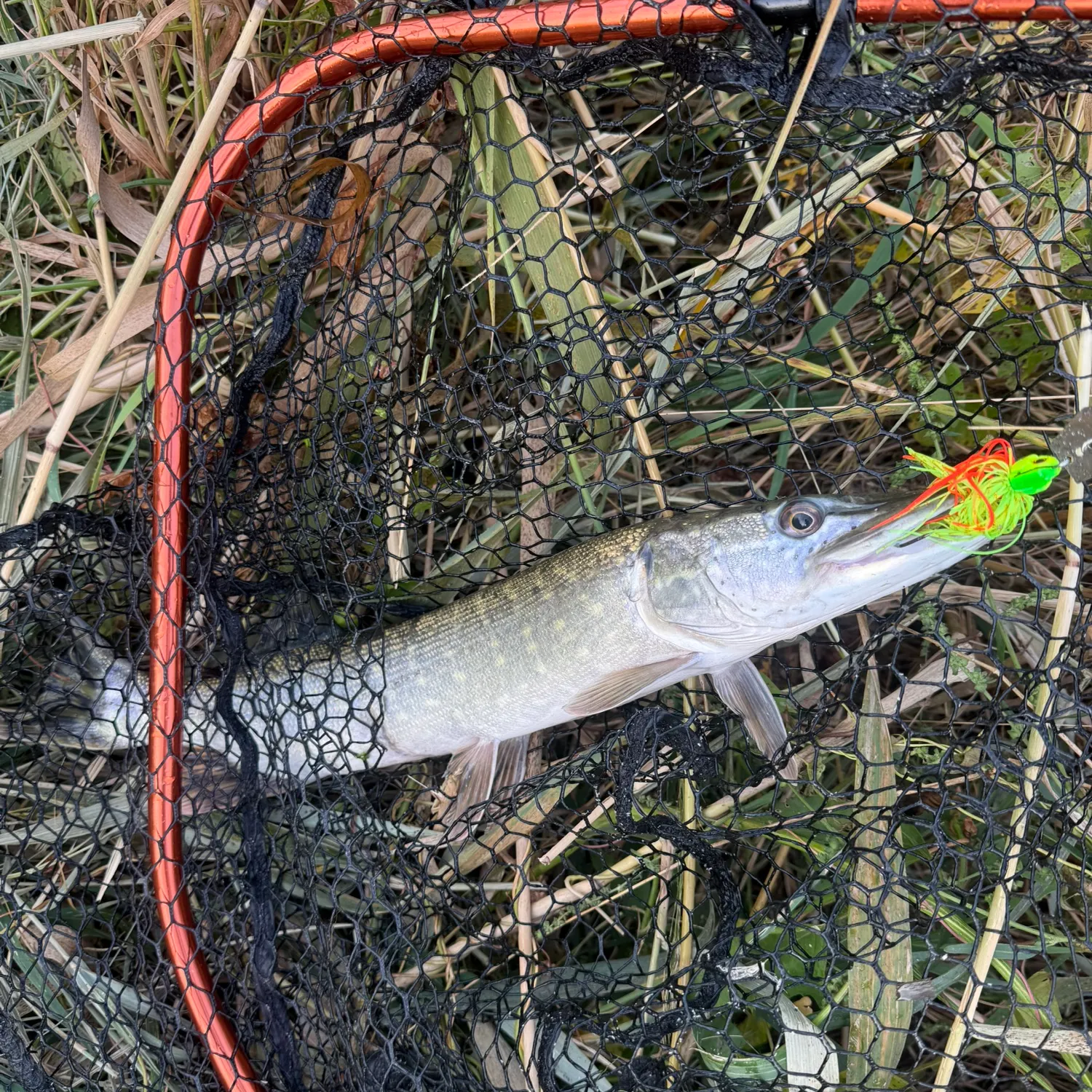 Northern pike caught on Fishbrain