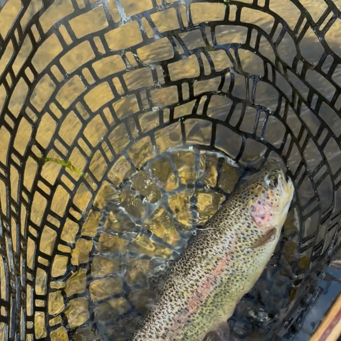 Rainbow trout caught on Fishbrain